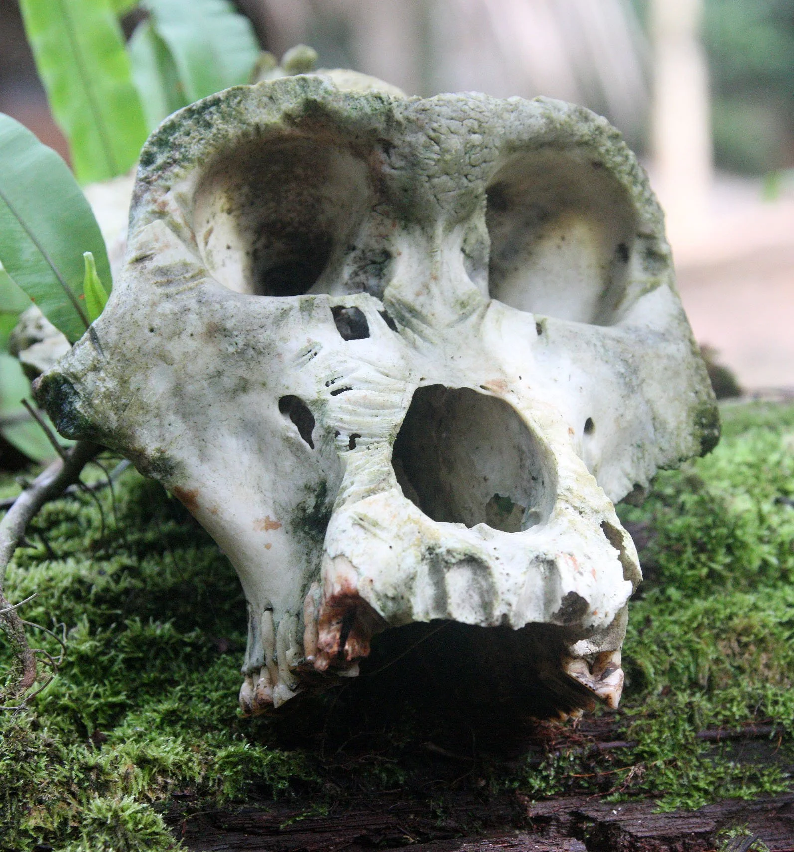 DZANGA NDOKI NATIONAL PARK CENTRAL AFRICAN REPUBLIC (49).JPG