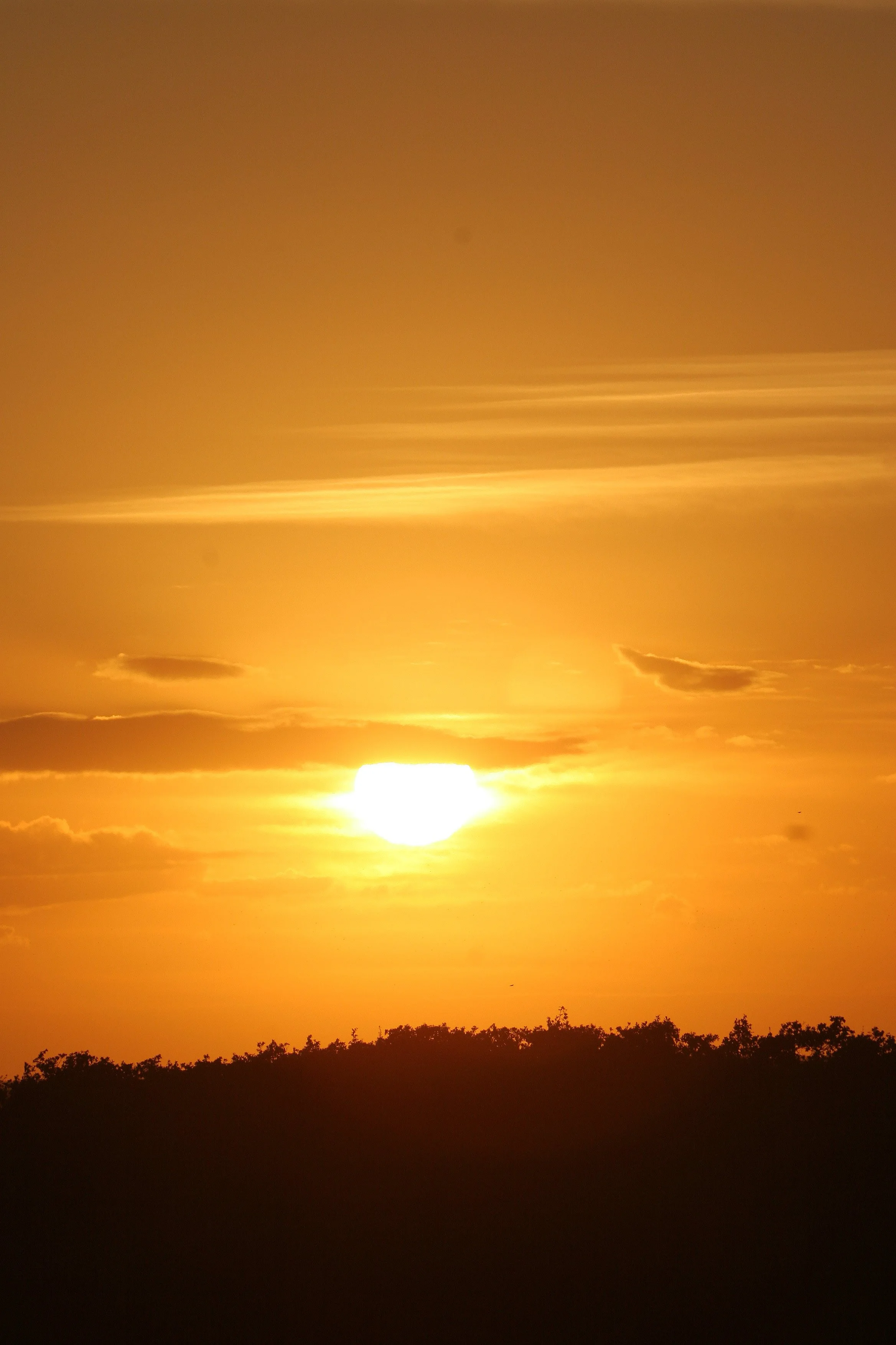ARANZAS NWR - TEXAS (8).jpg