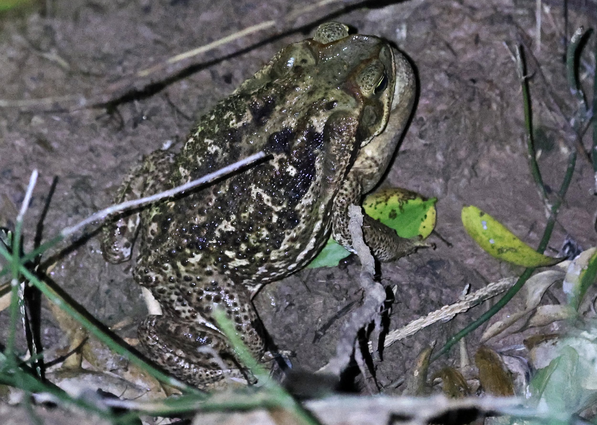 Cururu or Cope's Toad (Rhinella diptycha) Chaco Lodge & Laguna Salada Paraguay (3).jpg