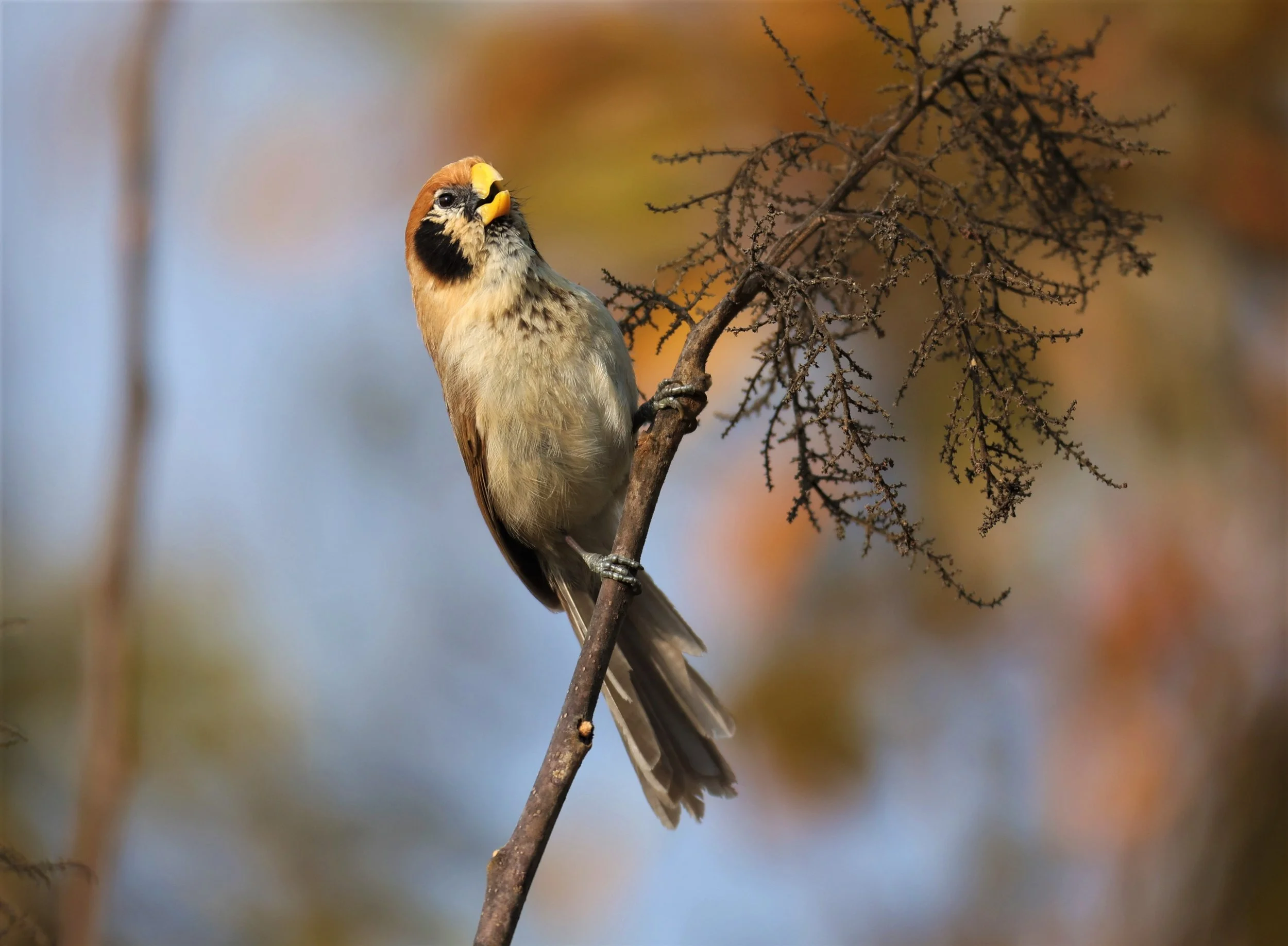 PARROTBILL - SPOT-BREASTED PARROTBILL - Paradoxornis guttaticollis - DOI SAN JU (DOI LANG WEST) FEB 2022 (26).jpg