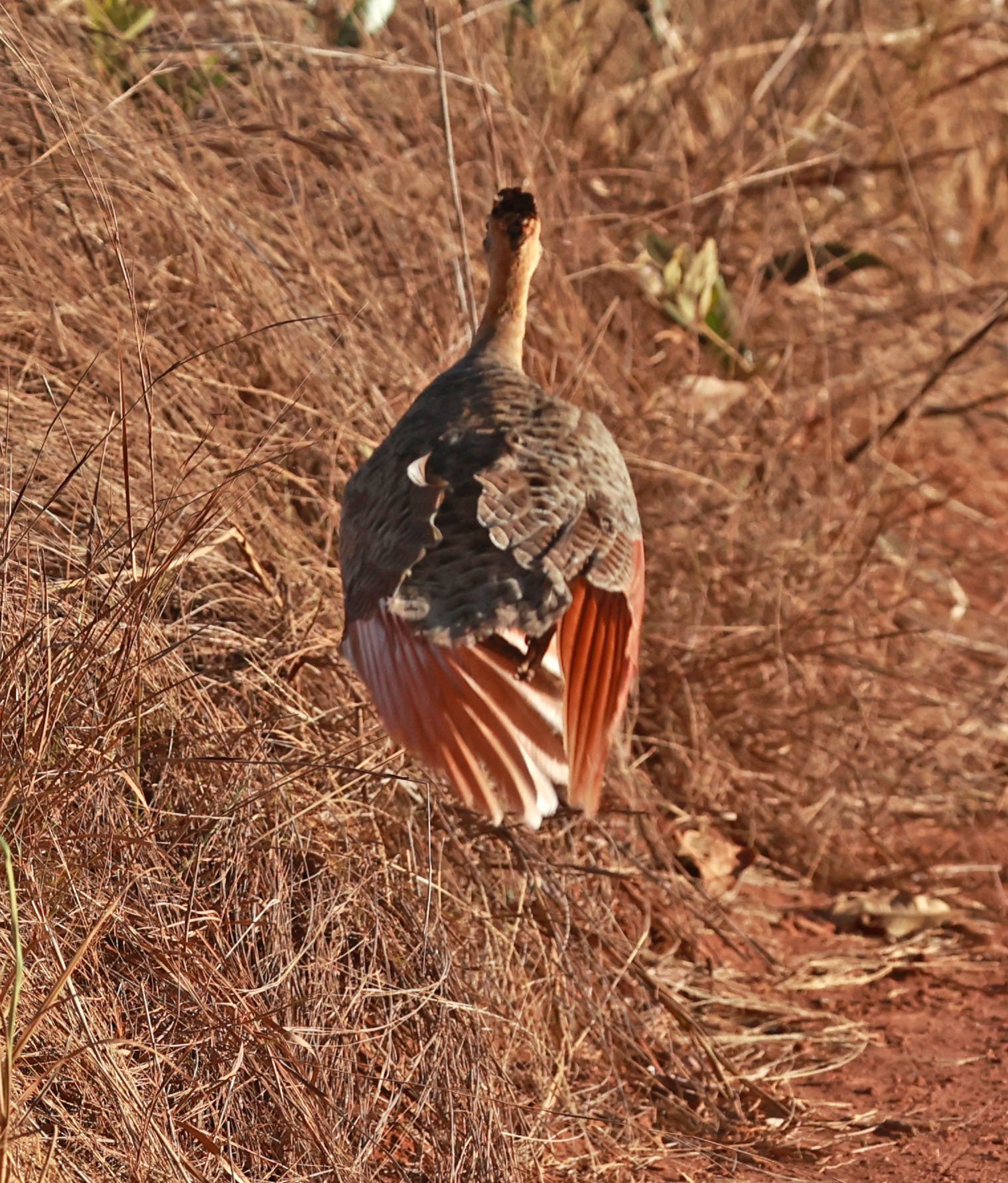 Tinamou - Red-winged Tinamou - Rhynchotus rufescens - Emas National Park, Goias State, Brazil (2).jpg