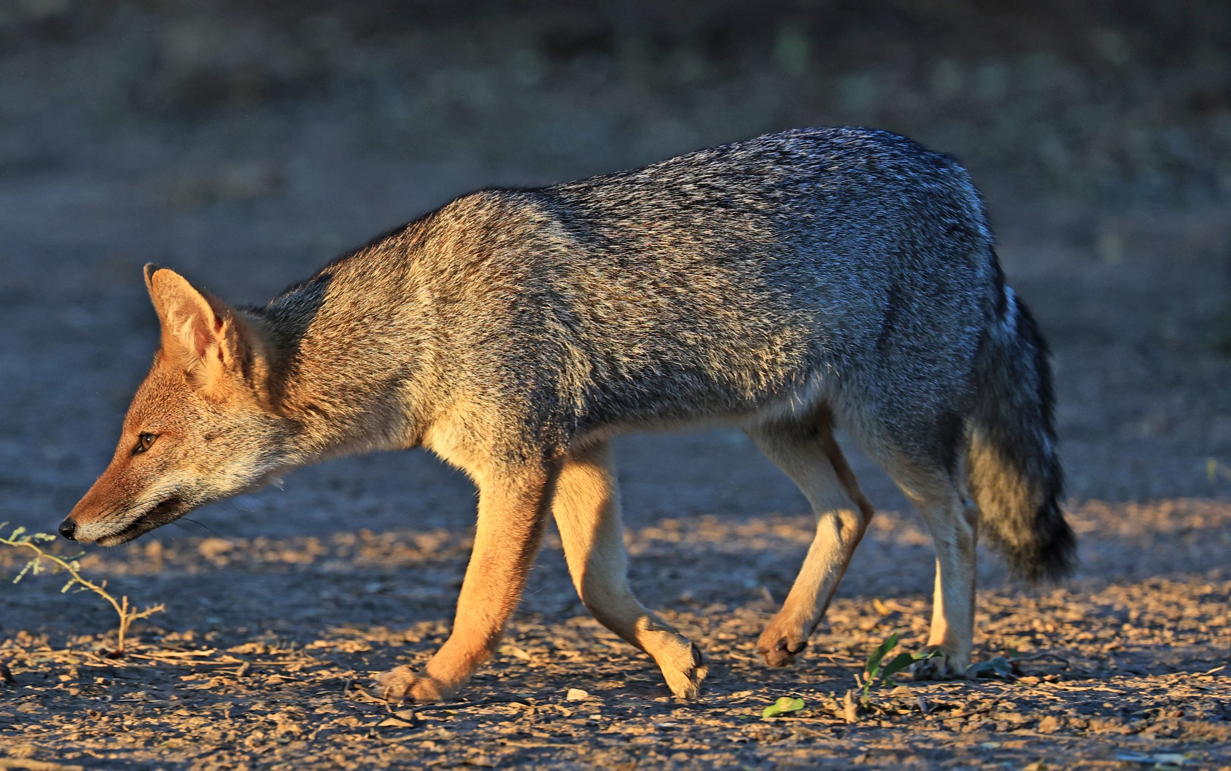Pampas Fox (Lycalopex gymnocerca) Reserva Natural Canada el Carmen, Paraguay  (6).jpg