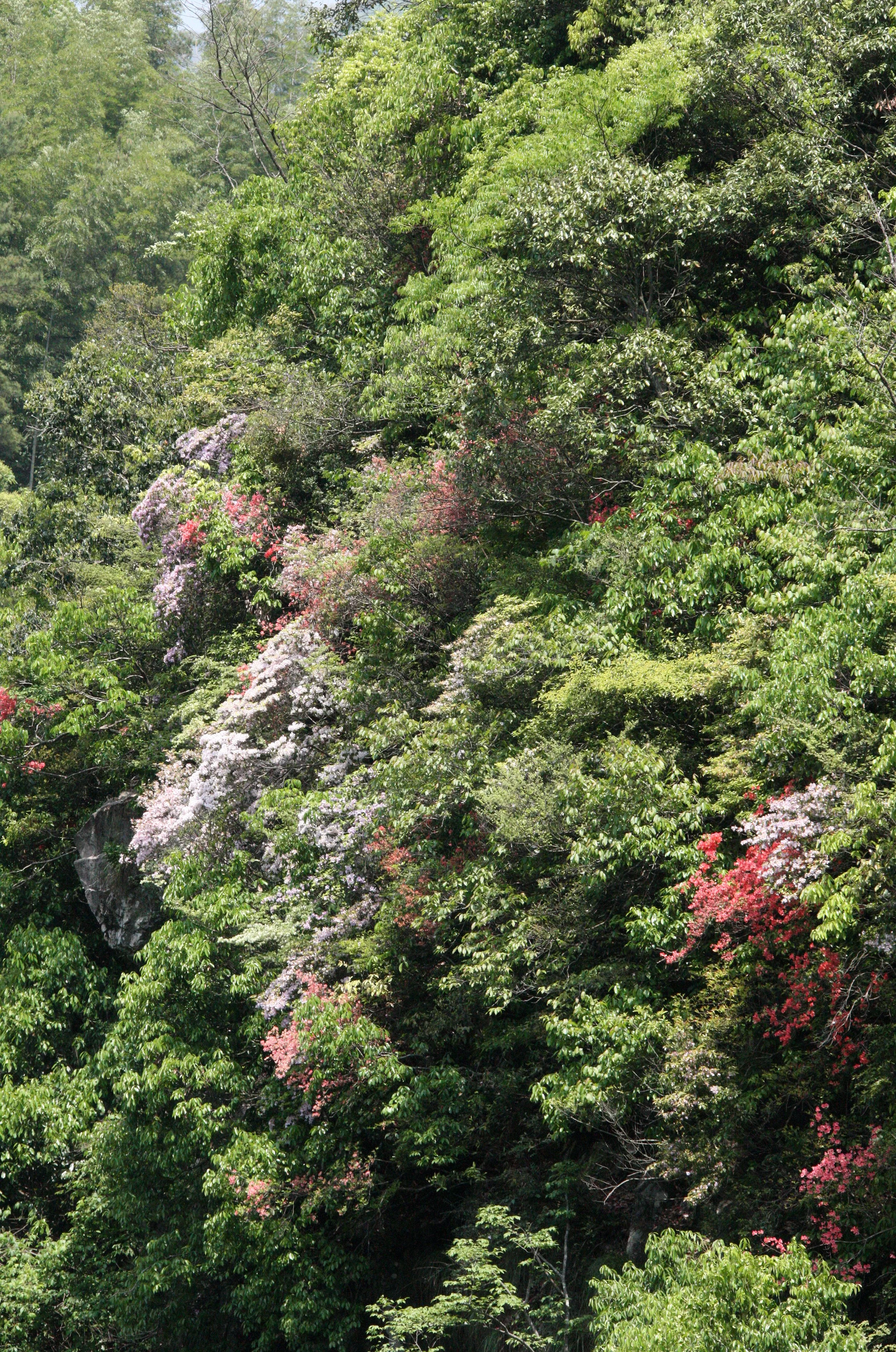 MONKEY VALLEY - FUXI VILLAGE NEAR HUANGSHAN CHINA (12).JPG