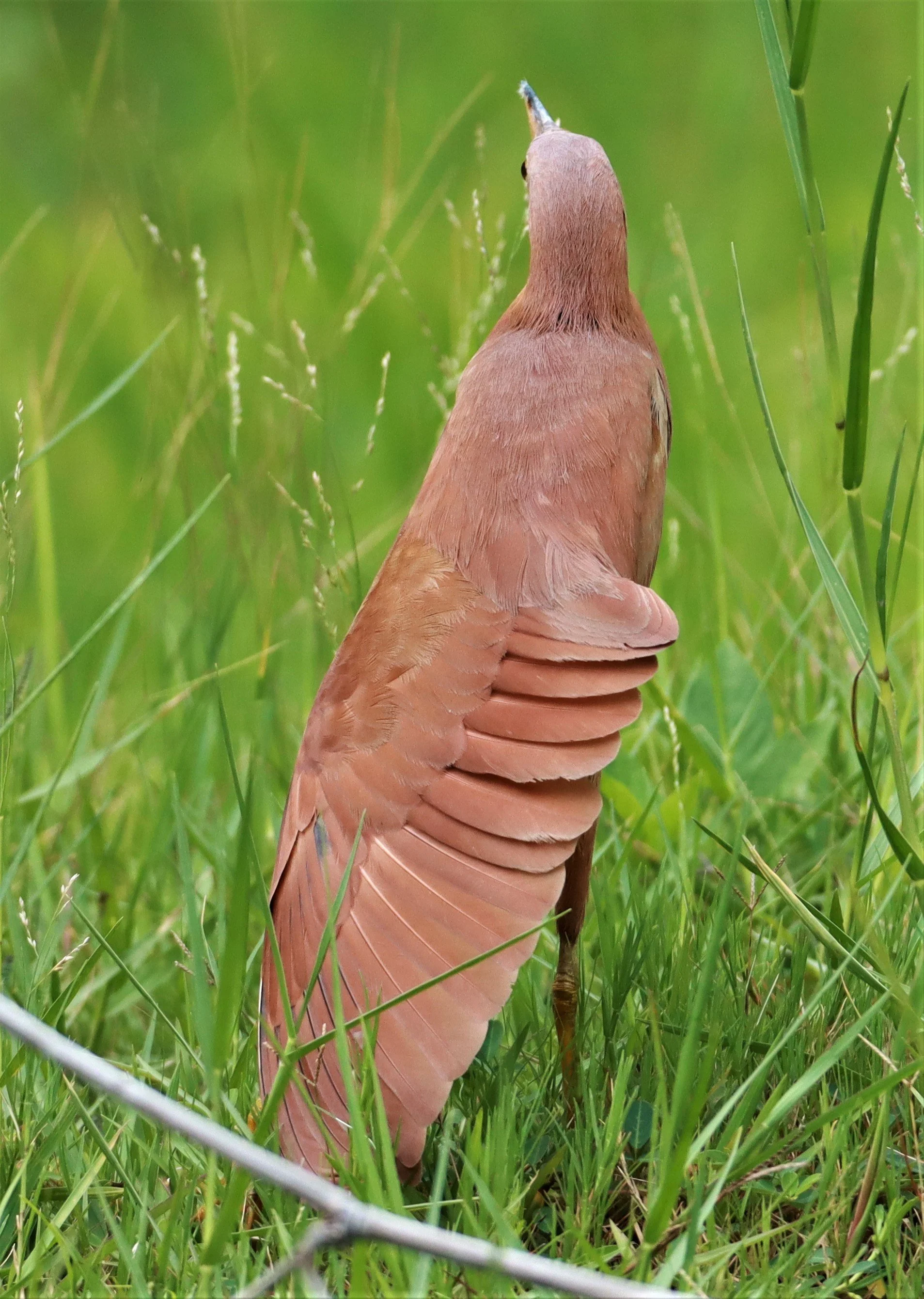 BITTERN - CINNAMON BITTERN (CHESTNUT BITTERN) - Ixobrychus cinnamomeus - BURIRAM HUAI CHORAKHE MAK (18).jpg