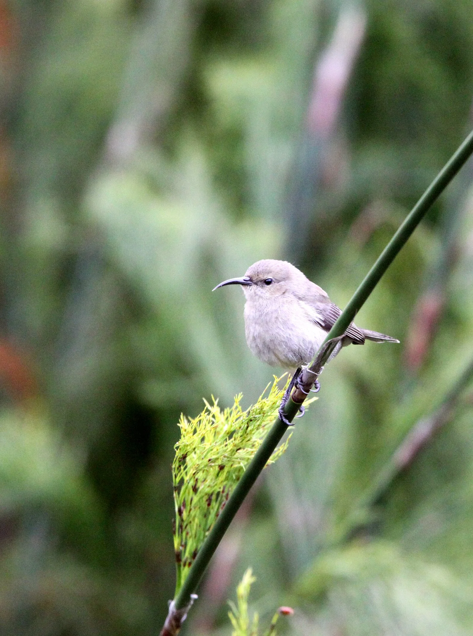 BIRD - SUNBIRD - SOUTHERN LESSER DOUBLE-COLLARED SUNBIRD - FEMALE - CAPE TOWN ARBORETUM SOUTH AFRICA (2).JPG