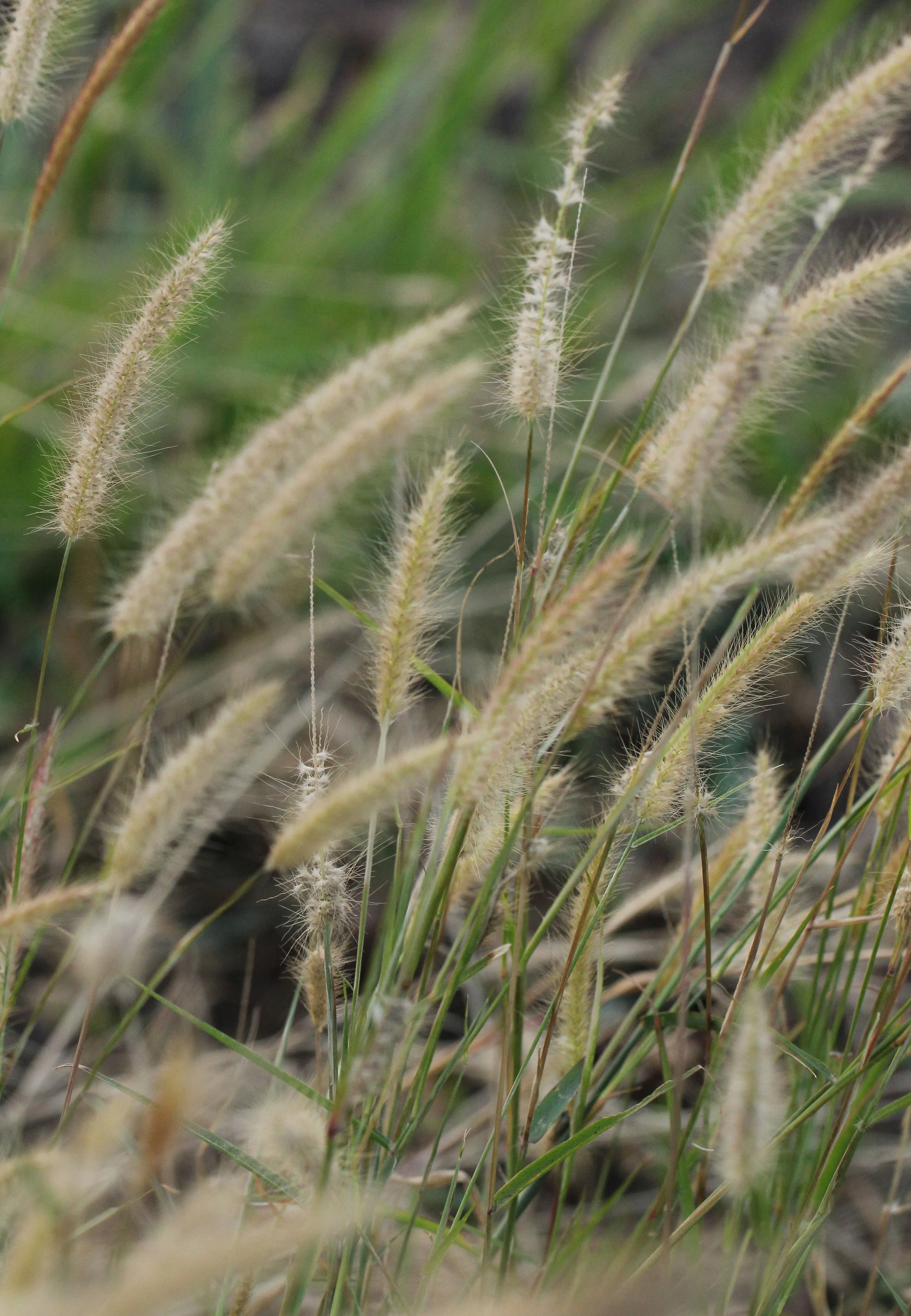 2015 Khao Pang Ma Nonhunting Area (99).JPG