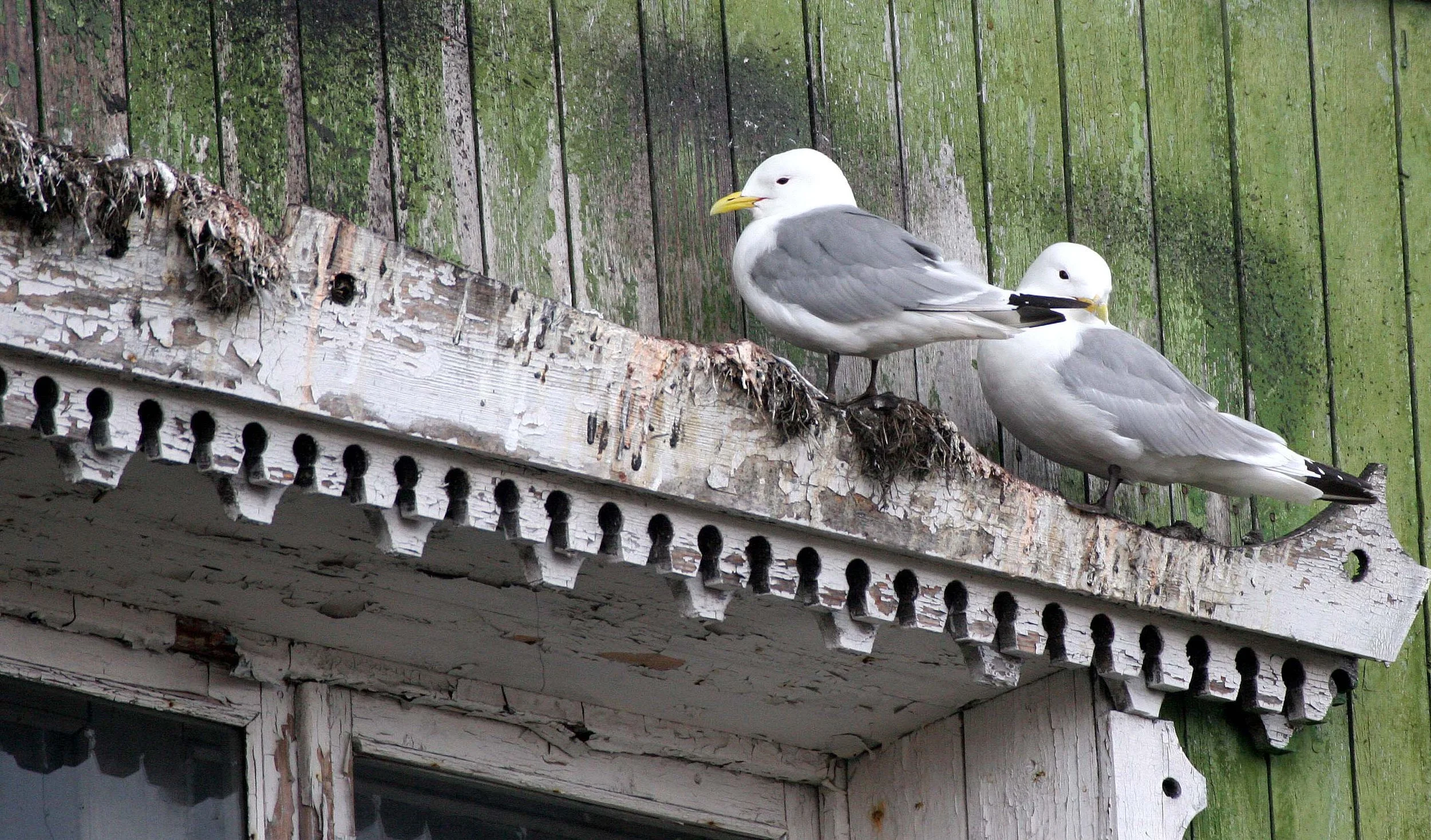 BIRD - KITTIWAKE - BLACK-LEGGED - SVALBARD (12).jpg