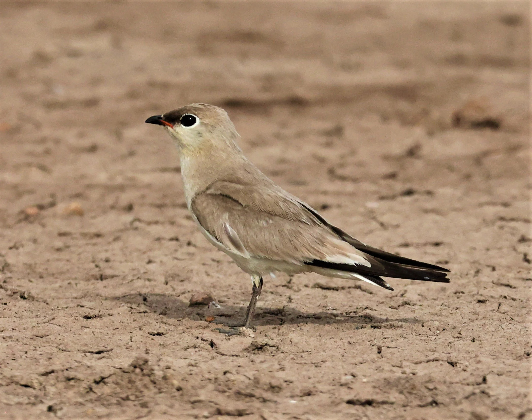 PRATINCOLE - SMALL PRATINCOLE - Glareola lactea - BANG KHAEM NAKHON PATHOM JUNE 3 2022 (77).jpg