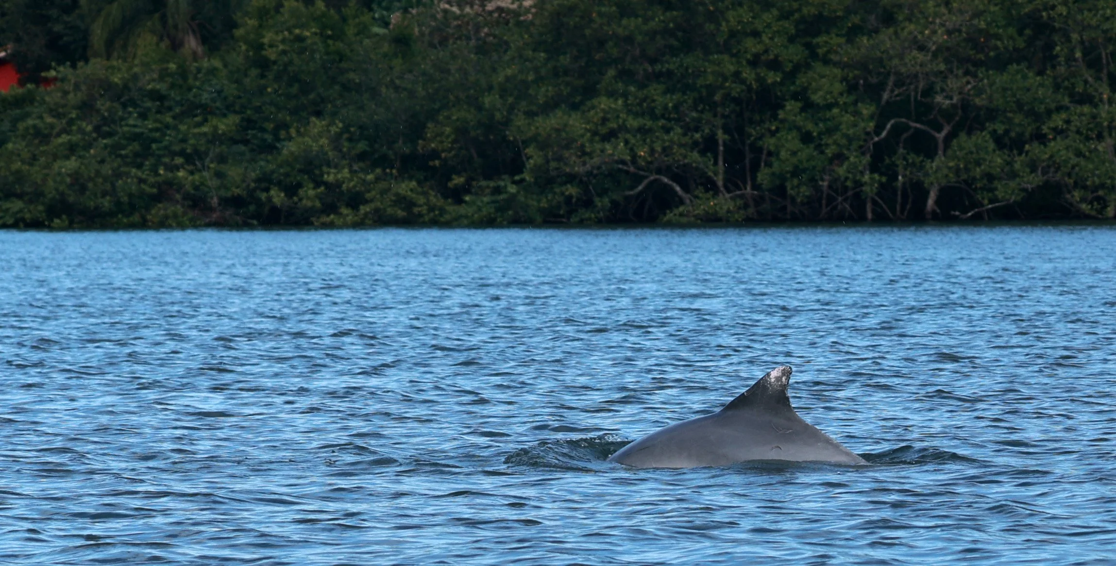 Guiana Dolphin (Sotalia guianensis) Superagüi National Park, Brazil (43).jpg