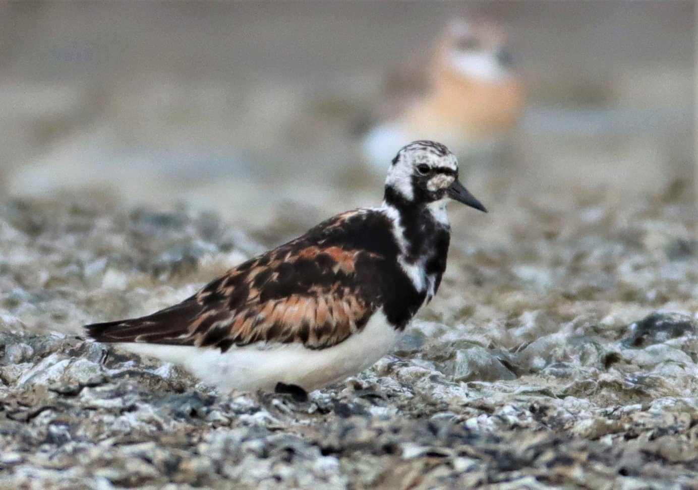 TURNSTONE - RUDDY TURNSTONE - Arenaria interpres - Salt pans west of Bang Pakong River (18).jpg