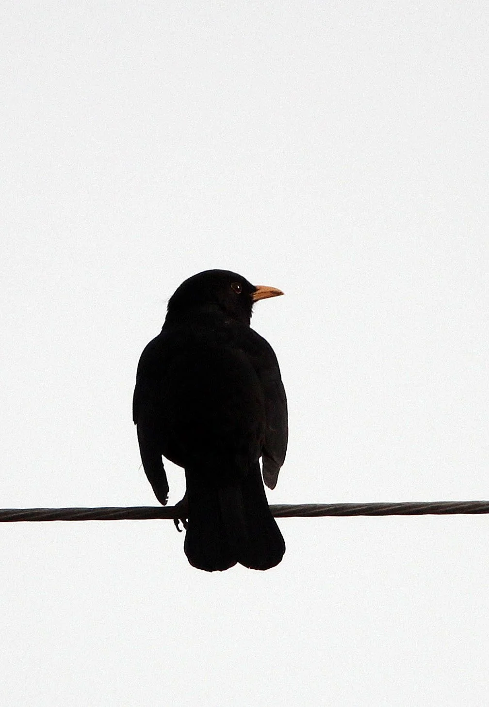 Eurasian Blackbird (Turdus merula) Turpan Xinjiang China (1).JPG