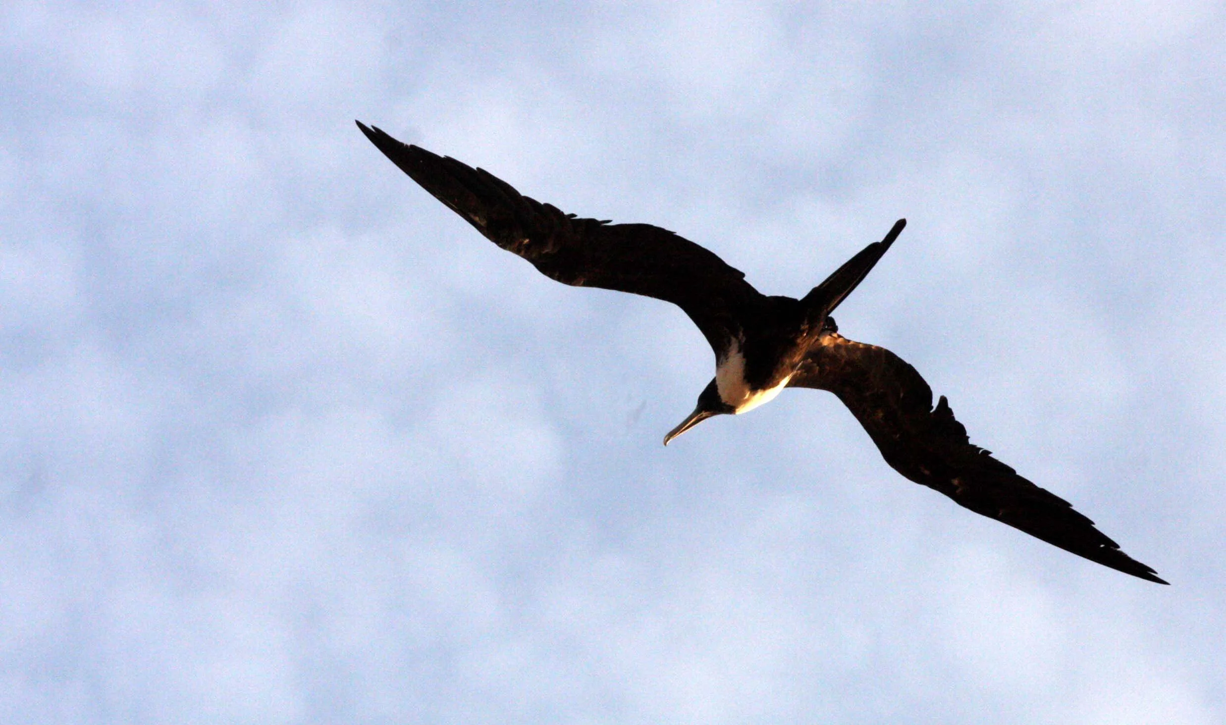 Magnificent Frigatebird (Fregata magnificens) Isla Catalina Baja Mexico (1).JPG