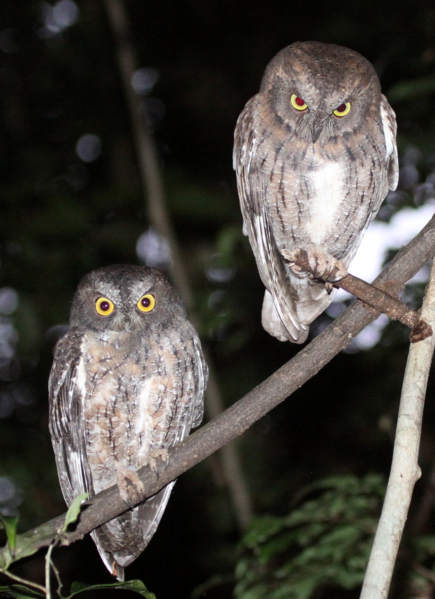 Otus rutilus - MADAGASCAR SCOPS OWL - ANKARANA NATIONAL PARK MADAGASCAR (3).JPG