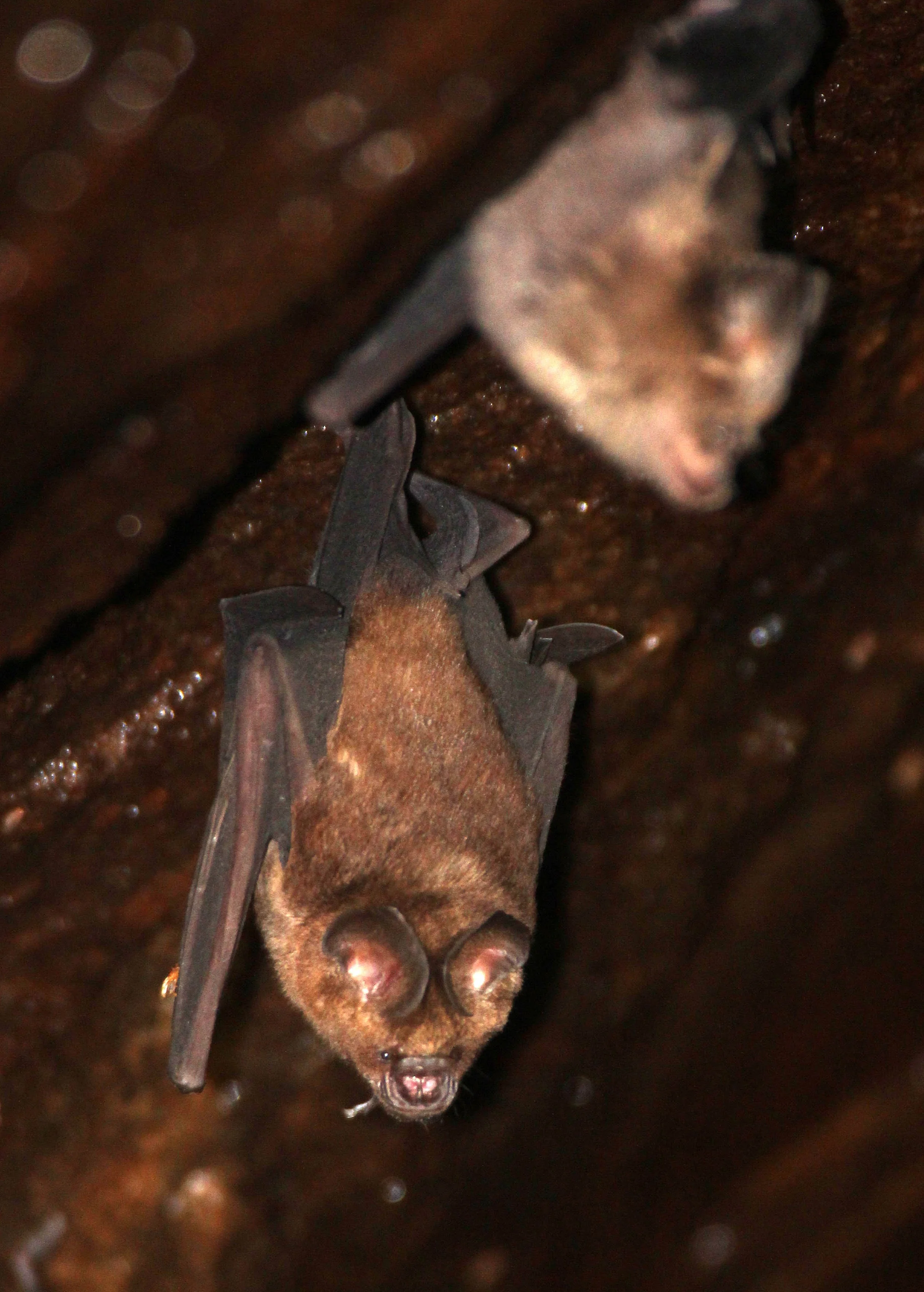Hipposideros speoris - SCHNEIDER'S ROUNDLEAF BAT - IN ROCKS OF SIRIGIYA FORTRESS - SIGIRIYA FOREST AREA SRI LANKA (21).JPG