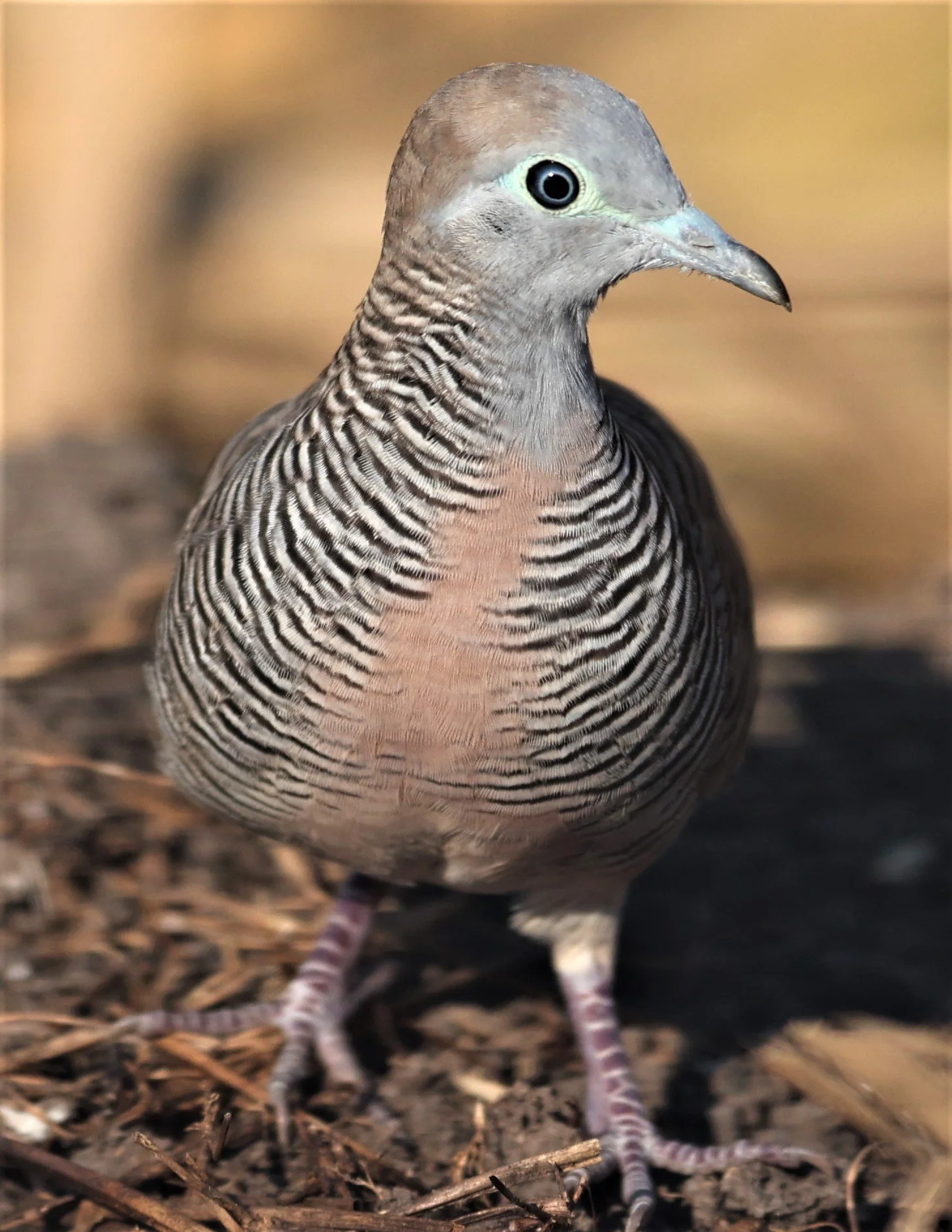 Zebra dove (Geopelia striata) Pathum Thani Rice Research Center Thailand (8).jpg