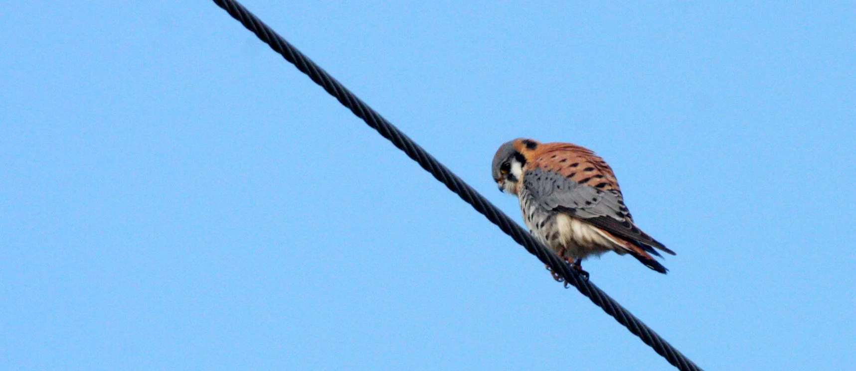 BIRD - AMERICAN KESTREL - SEQUIM SIDE ROADS WA (6).JPG