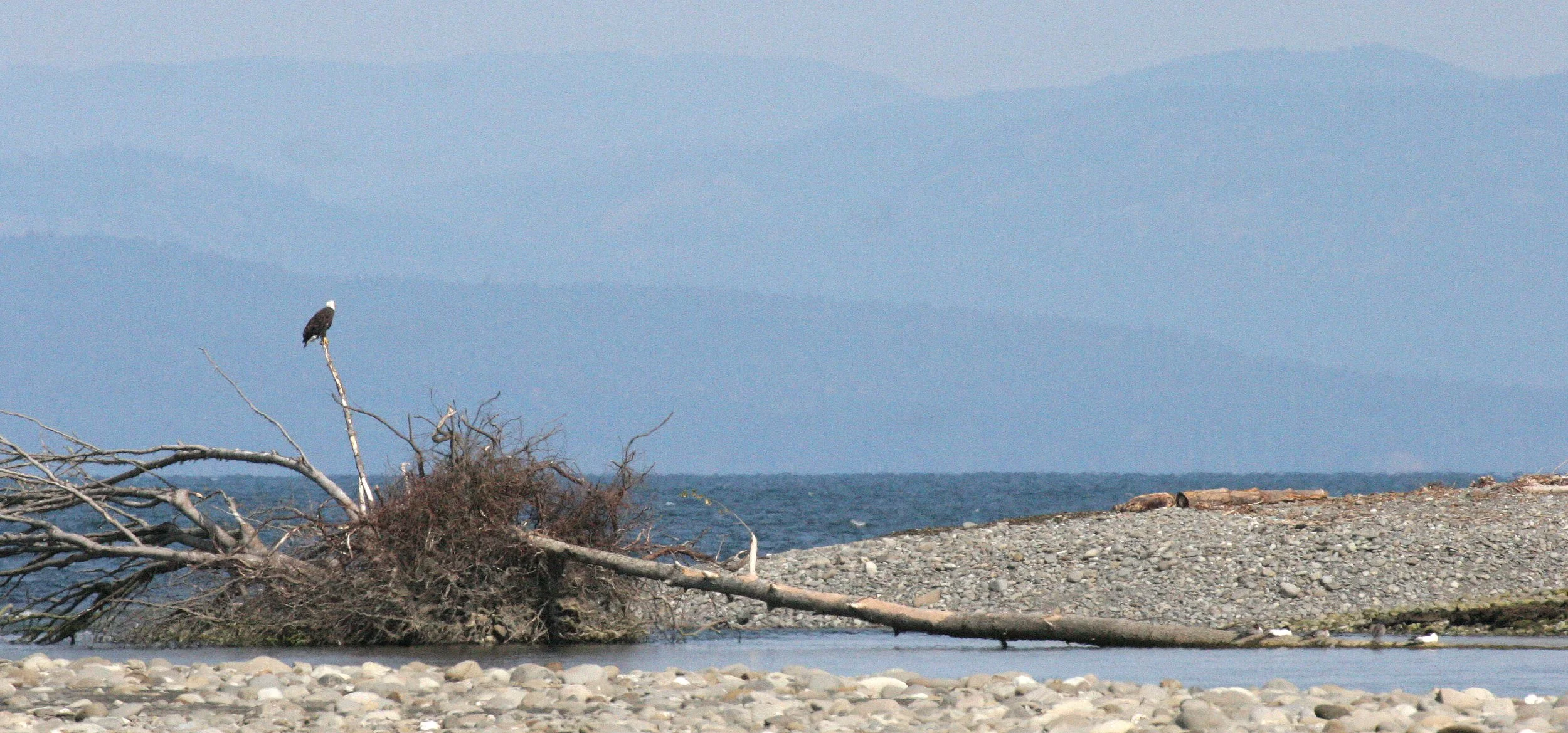 Haliaeetus leucocephalus - AMERICAN BALD EAGLE - ELWHA RIVER MOUTH WASHINGTON (82).JPG