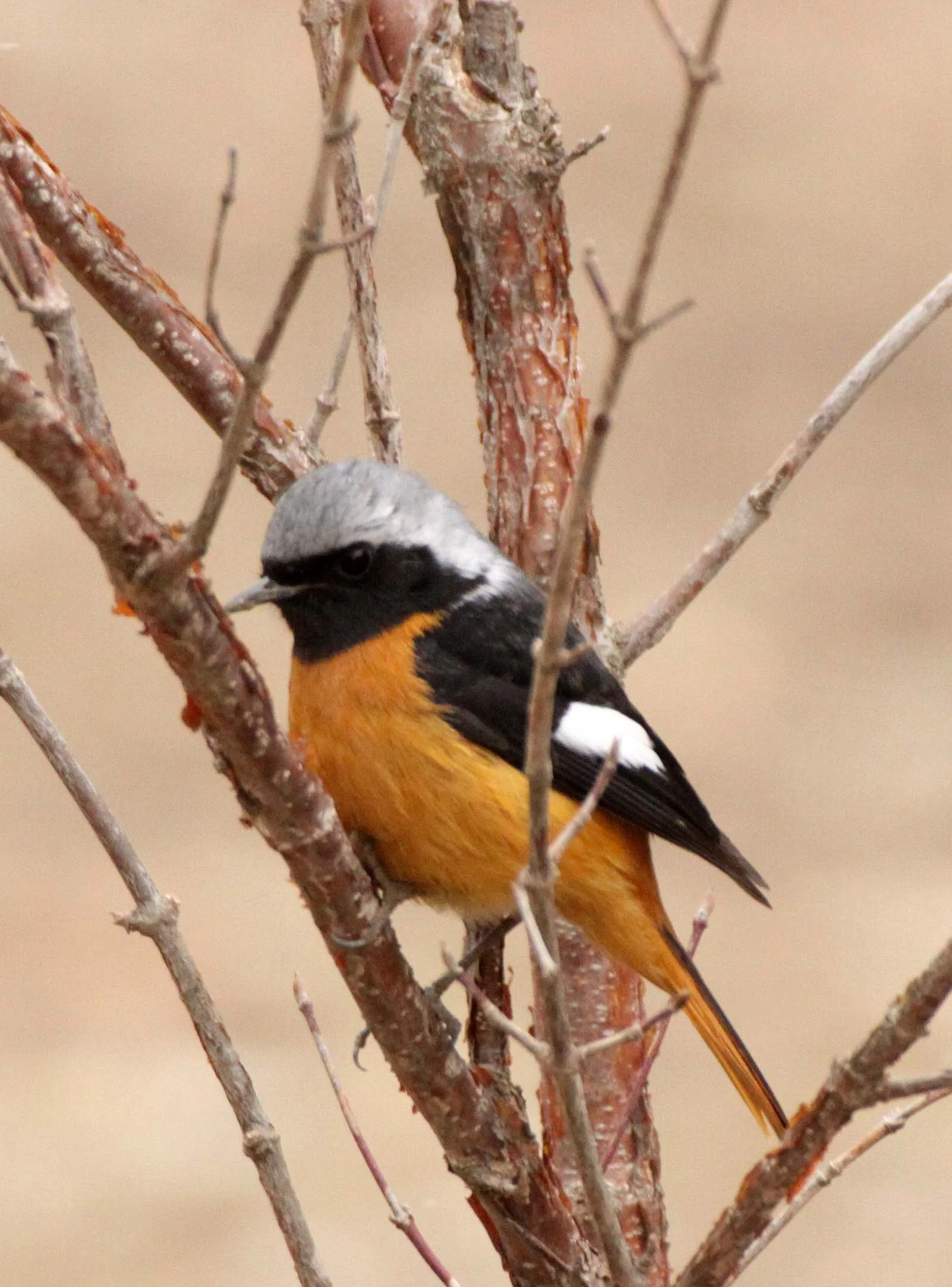 BIRD - REDSTART - DAURIAN REDSTART - FOPING NATURE RESERVE - SHAANXI PROVINCE CHINA (12).JPG