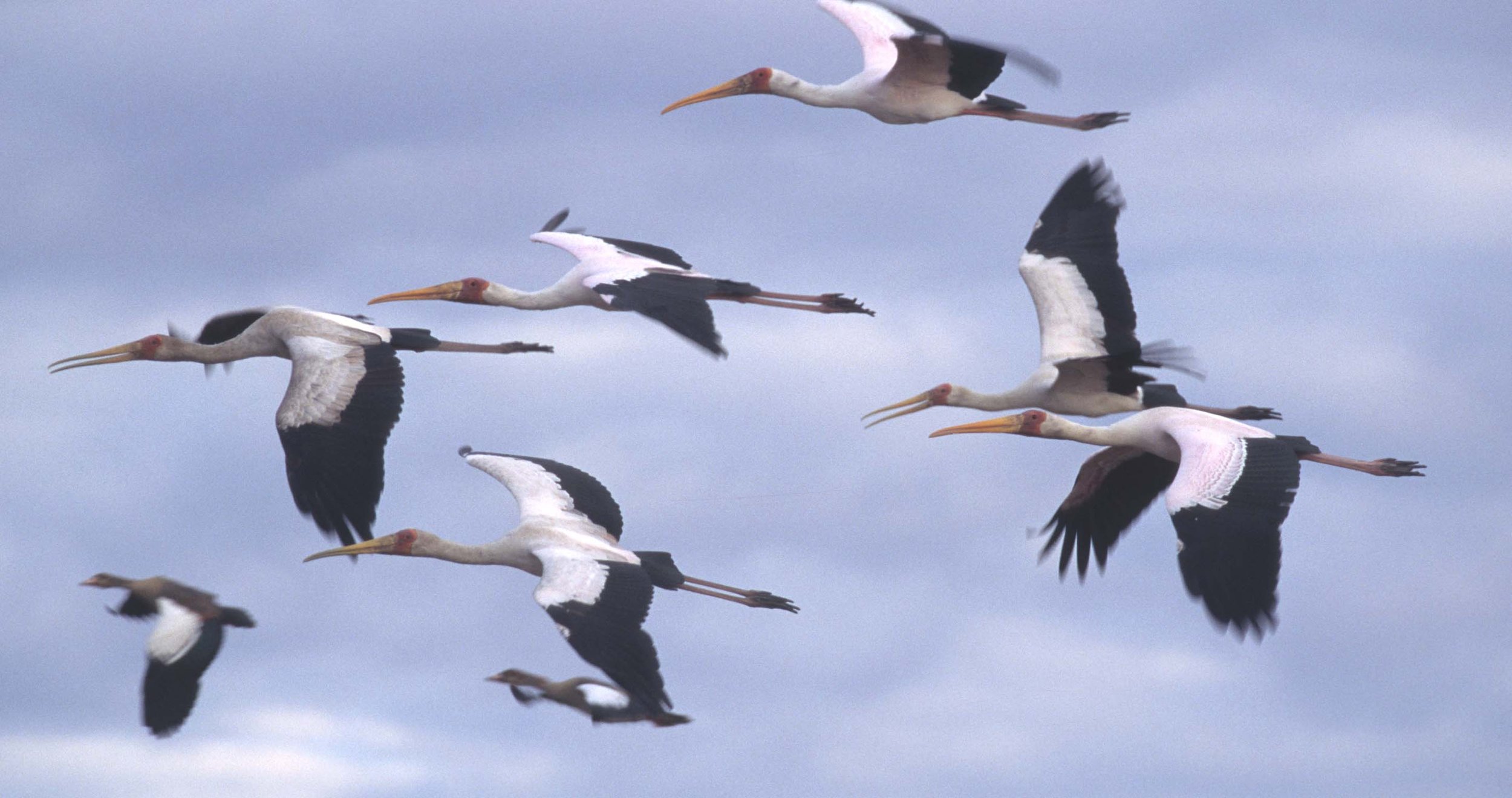 STORK - YELLOW-BILLED STORK - Mycteria ibis - CHOBE NATIONAL PARK BOTSWANA (18).jpg