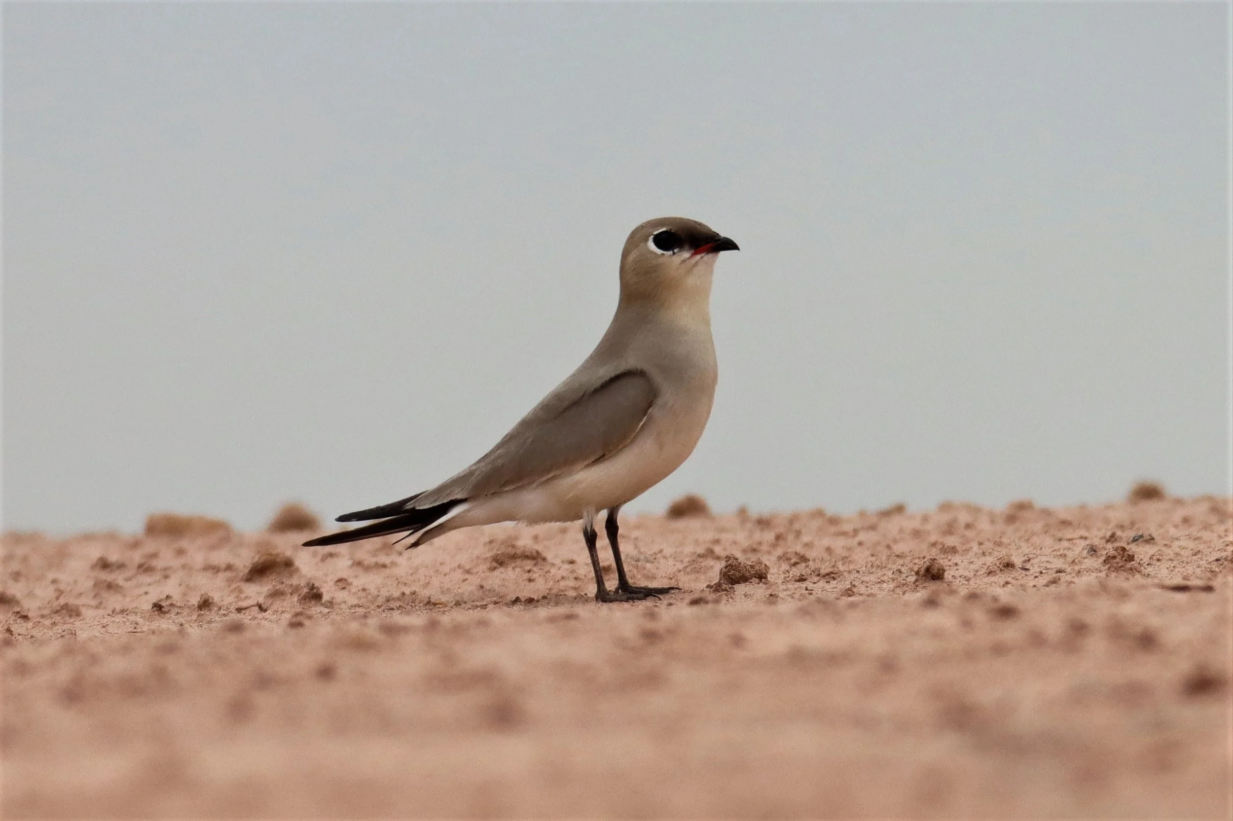 PRATINCOLE - SMALL PRATINCOLE - Glareola lactea - KABIN BURI WETLANDS 15KM OUT ON 304 (47).jpg