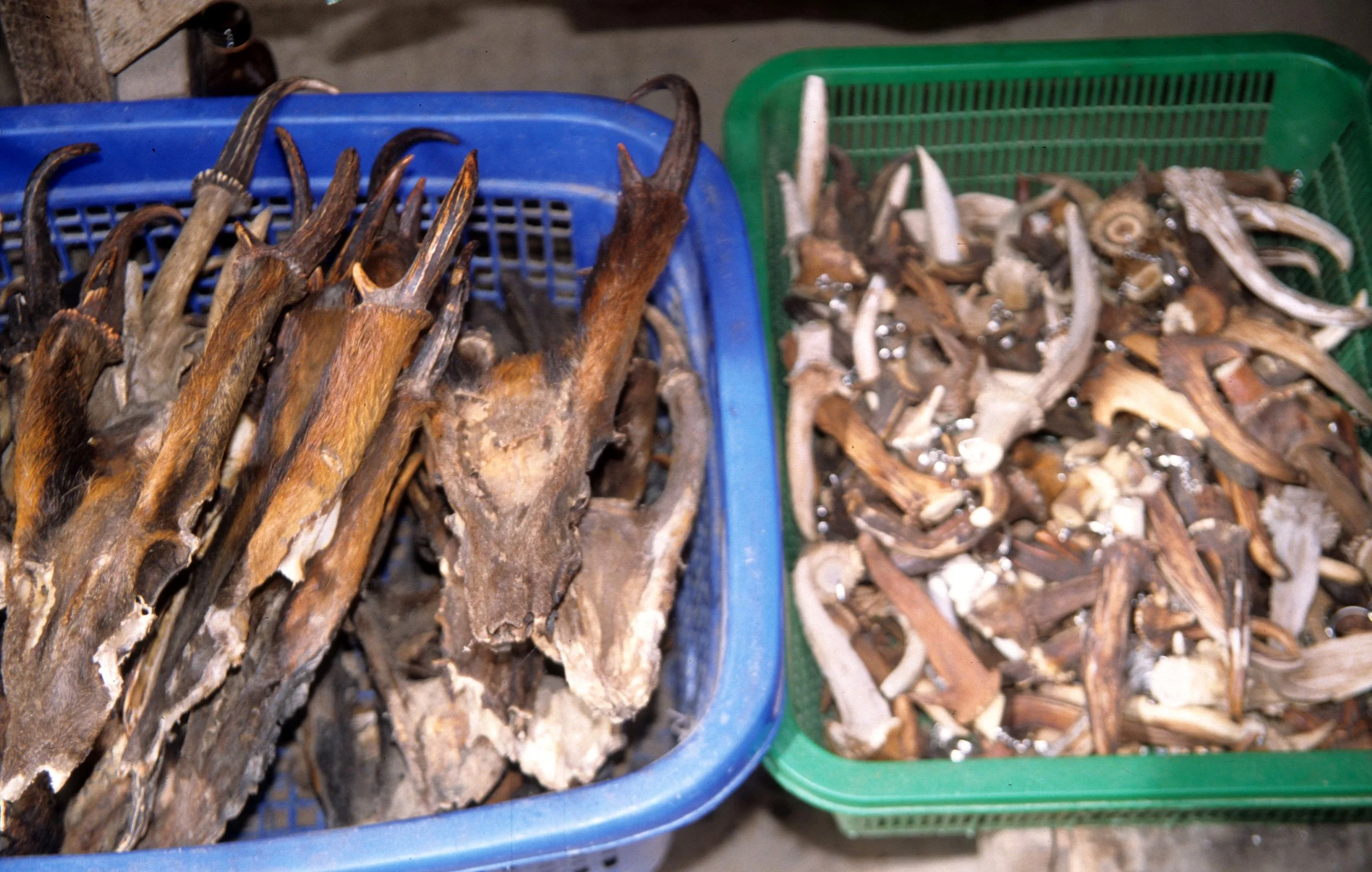 HILLTRIBE - POACHER STAND IN DA LAT REGION A.jpg