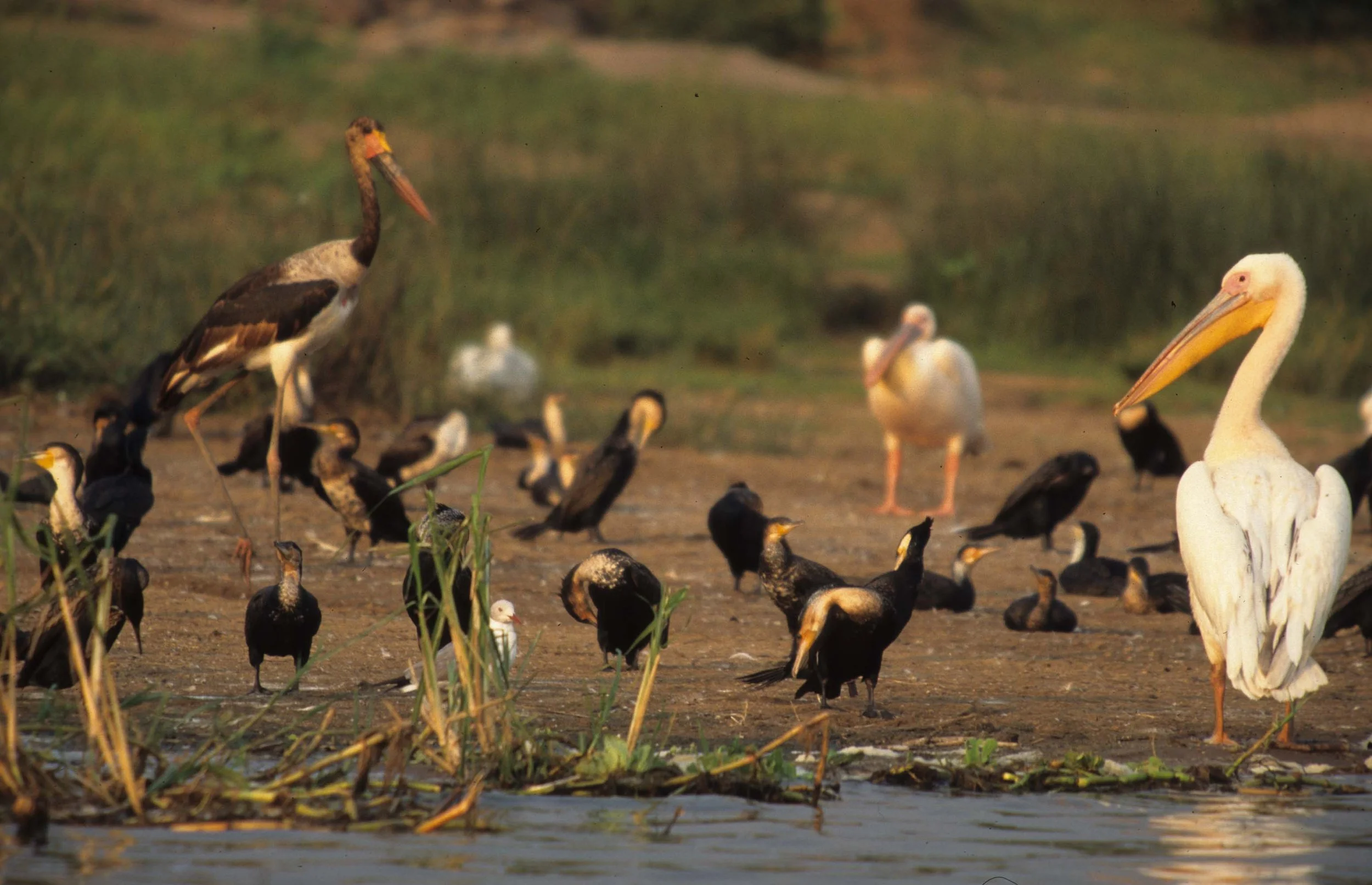BIRDS - PELICAN - WHITE - UGANDA B.jpg