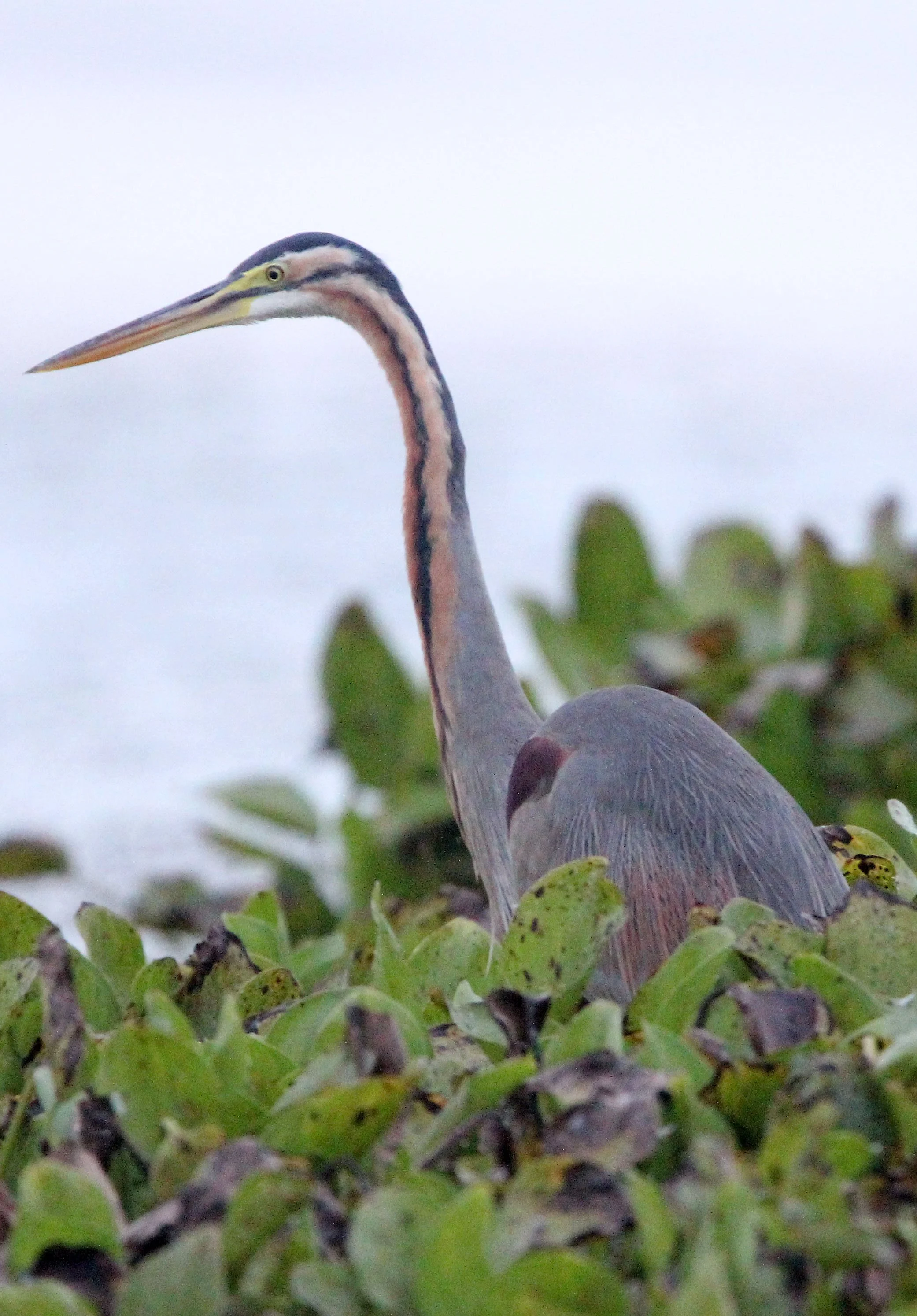 HERON - PURPLE HERON - Ardea purpurea - RED LOTUS SEA  UDON THANI THAILAND (54).JPG