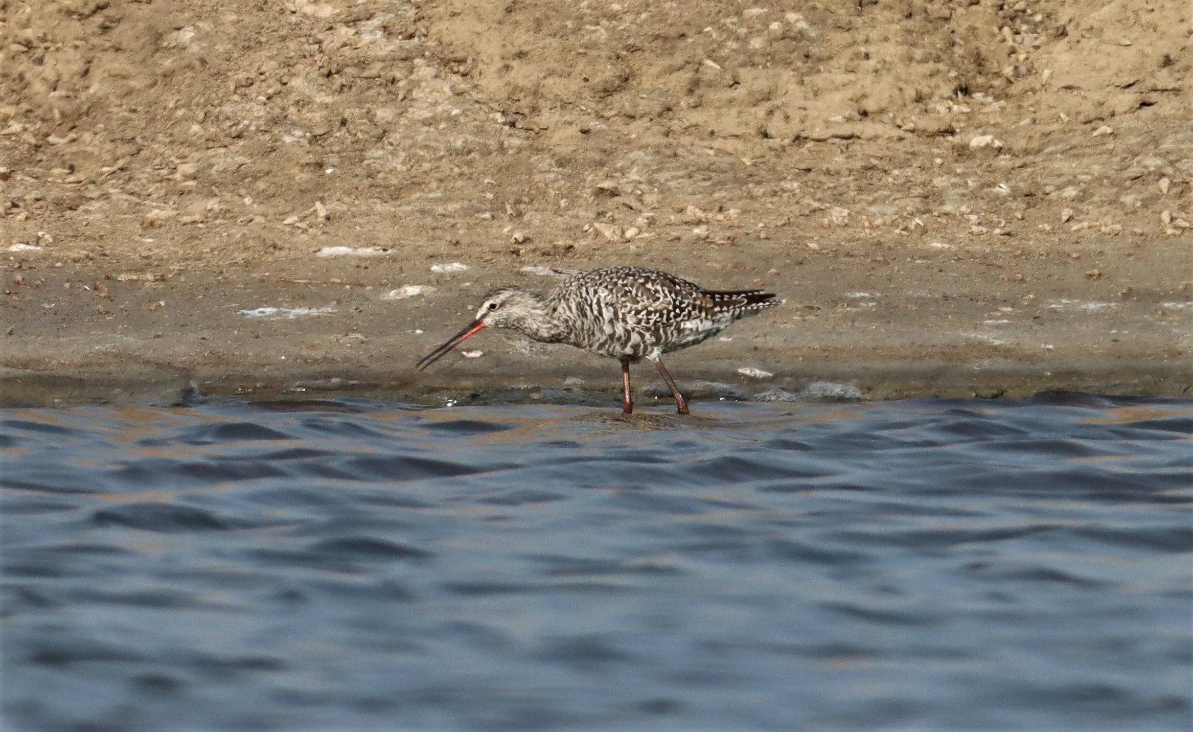 REDSHANK - SPOTTED REDSHANK - Tringa erythropus - WITH CURLEW SANDPIPER - BANG PAKONG SALT PANS CHACHOENGSAO WEST OF RIVER  (5).jpg