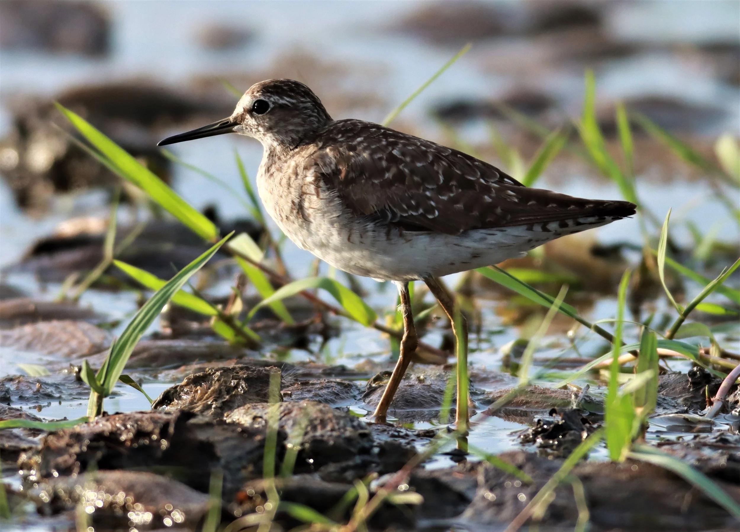 SANDPIPER - WOOD SANDPIPER - Tringa glareola - BANG KHAEM NAKHON PATHOM (11).jpg