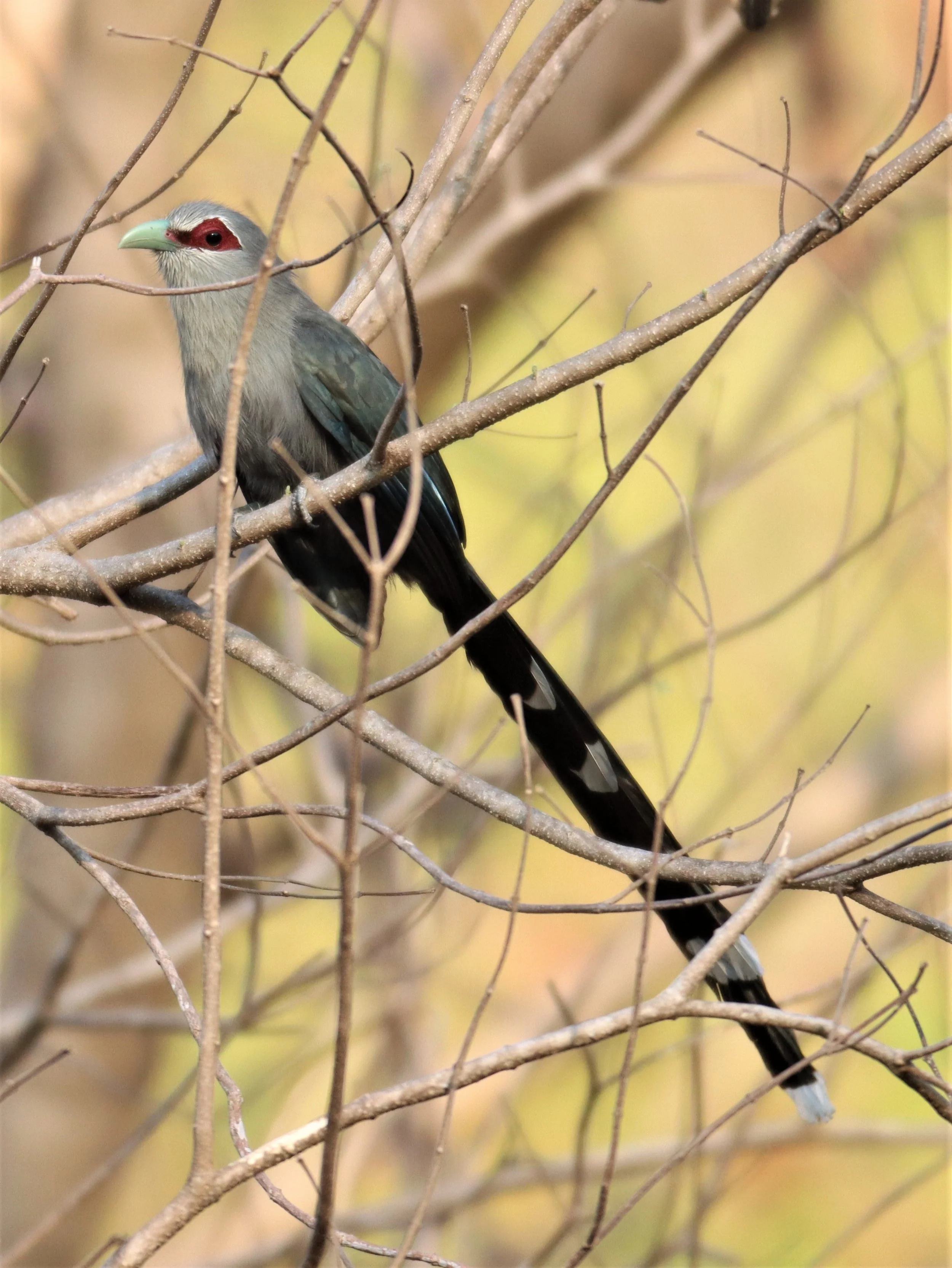 Green-billed Malkoha (Phaenicophaeus tristis) Pak Chong Hot Springs Thailand (15).jpg