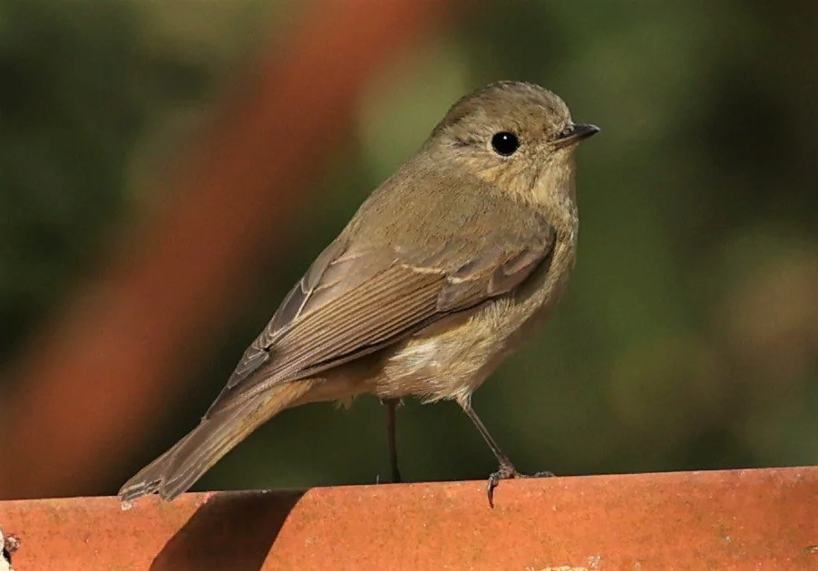 FLYCATCHER - SLATY-BACKED FLYCATCHER - Ficedula erithacus - DOI ANG KHANG CHIANG MAI FEB 2022 (6).jpg