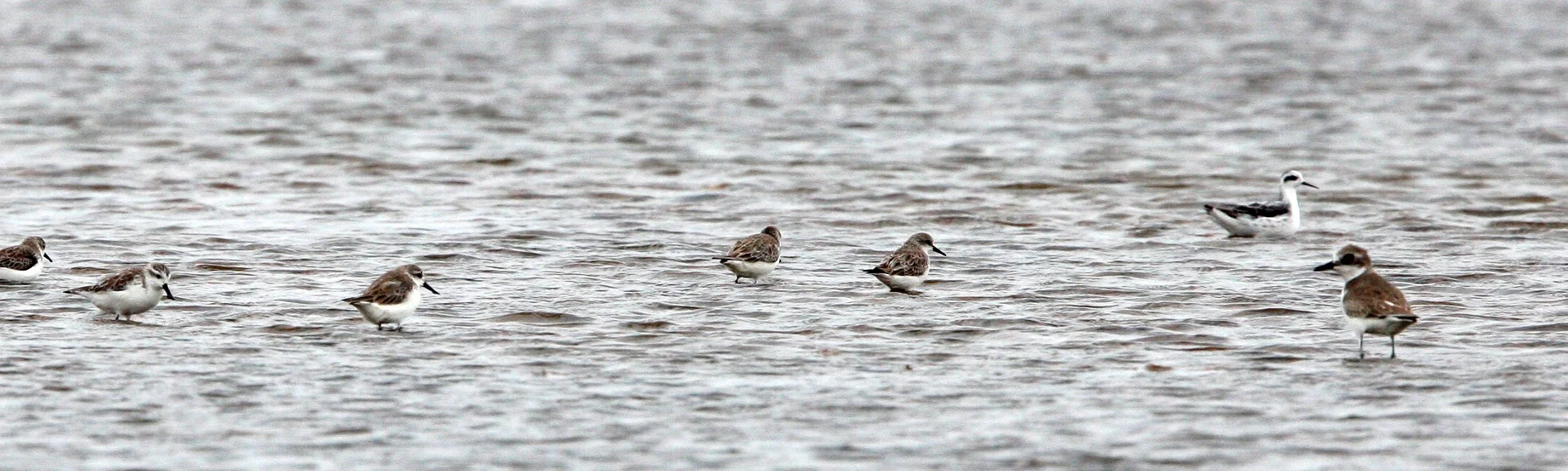 SANDPIPER - SPOON-BILLED SANDPIPER - Calidris pygmeus - PAK THALE PETCHABURI PROVINCE THAILAND (29).JPG