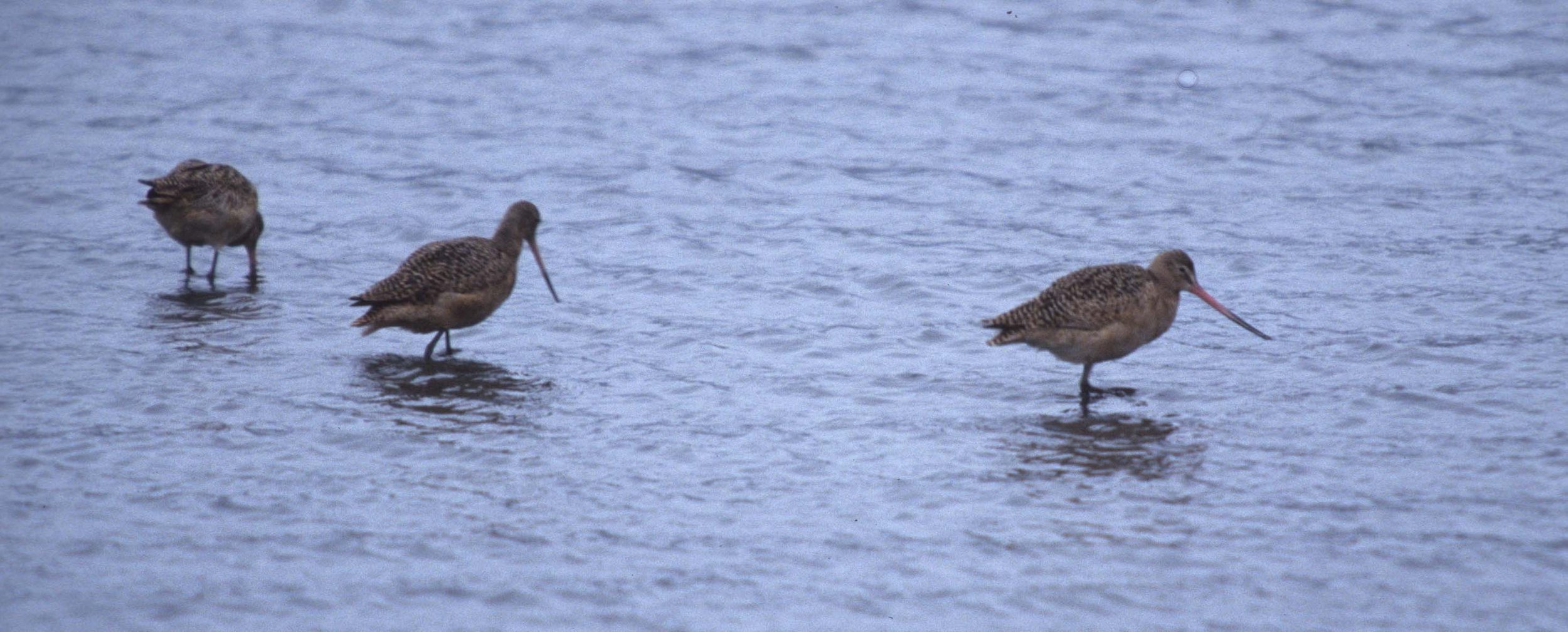 BIRD - GODWIT - MARBLED - BODEGA BAY.jpg