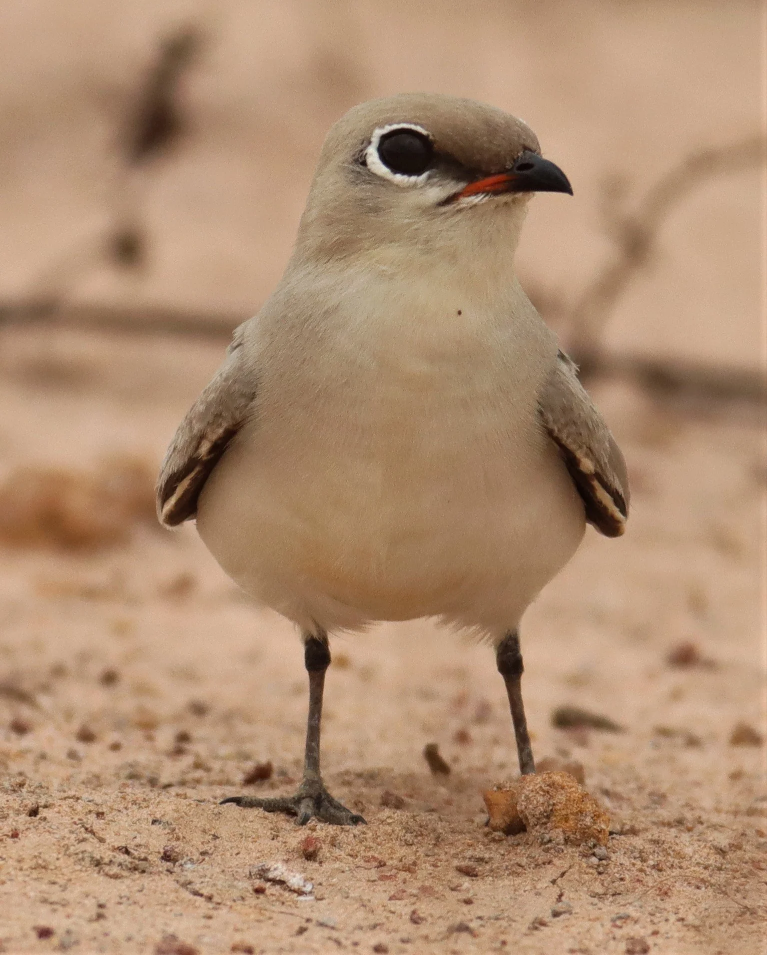PRATINCOLE - SMALL PRATINCOLE - Glareola lactea - KABIN BURI WETLANDS 15KM OUT ON 304 (26).jpg