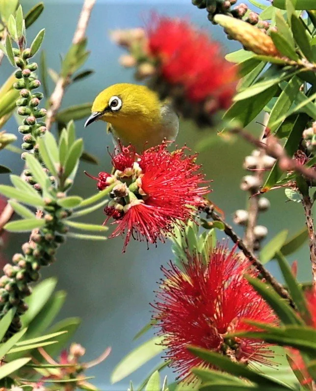Indian White-eye (Zosterops palpebrosus) Doi Ang Kang Chiang Mai (4).jpg