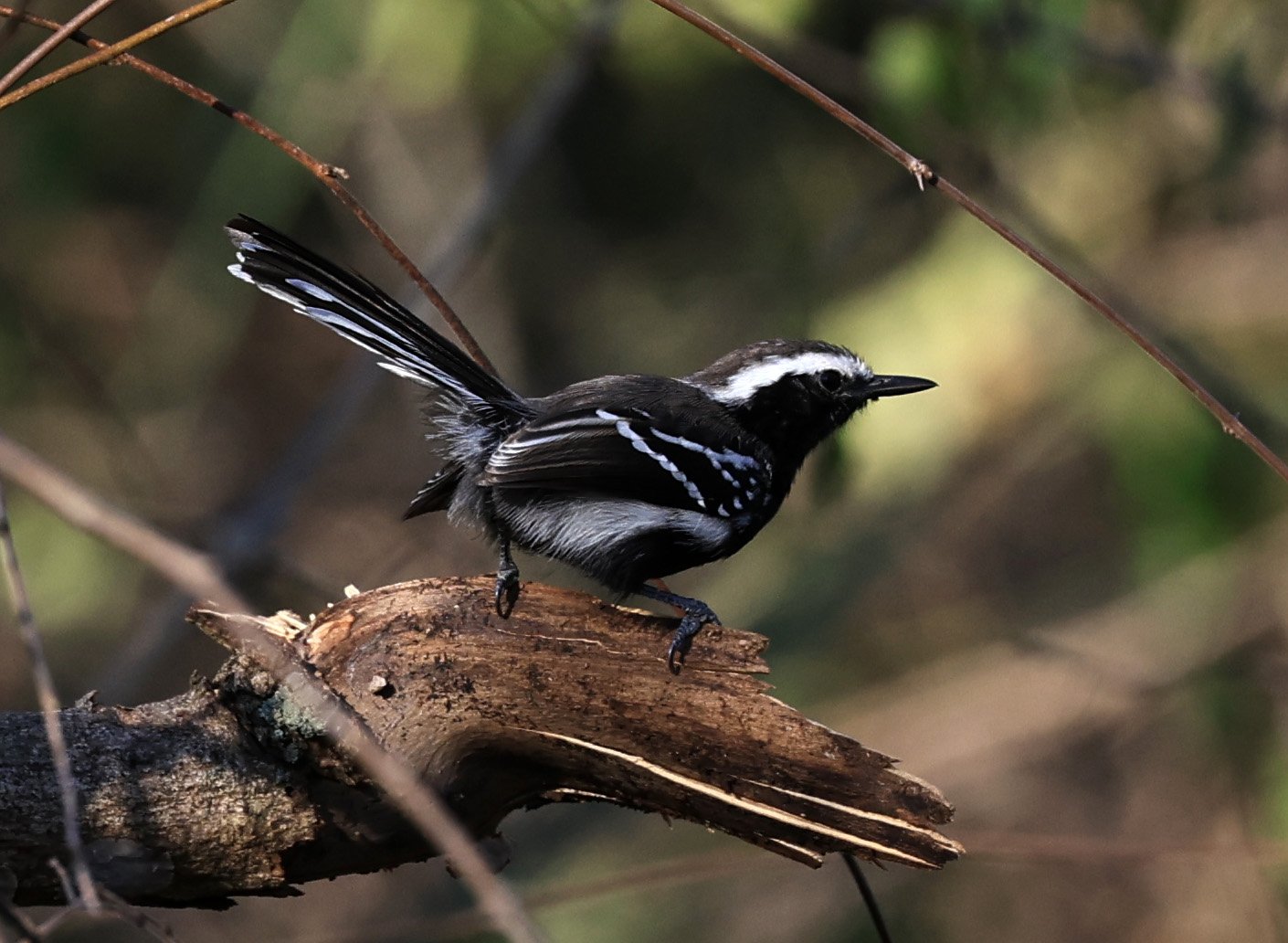 Black-bellied Antwren (Formicivora melanogaster) Agua Dulce Paraguay (7).jpg