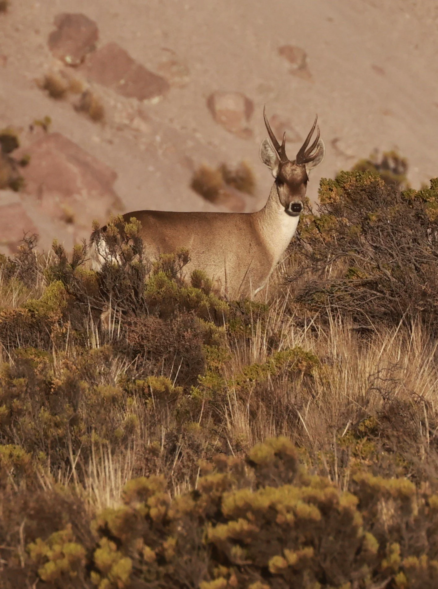 Hippocamelus antisensis - Taruca - Putre, Chile (11).JPG