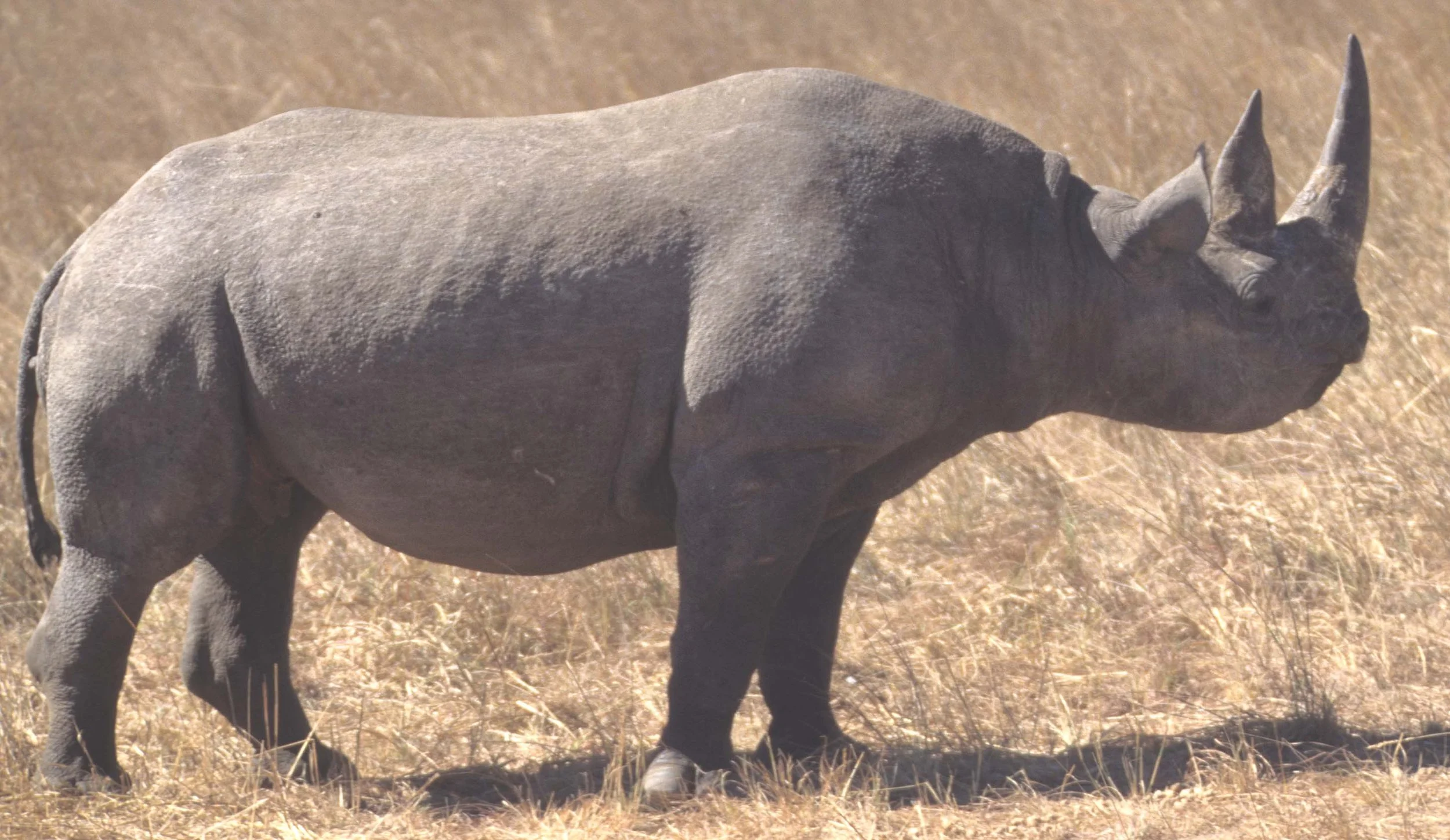 RHINO- BLACK - ZIMBABWE 3.jpg