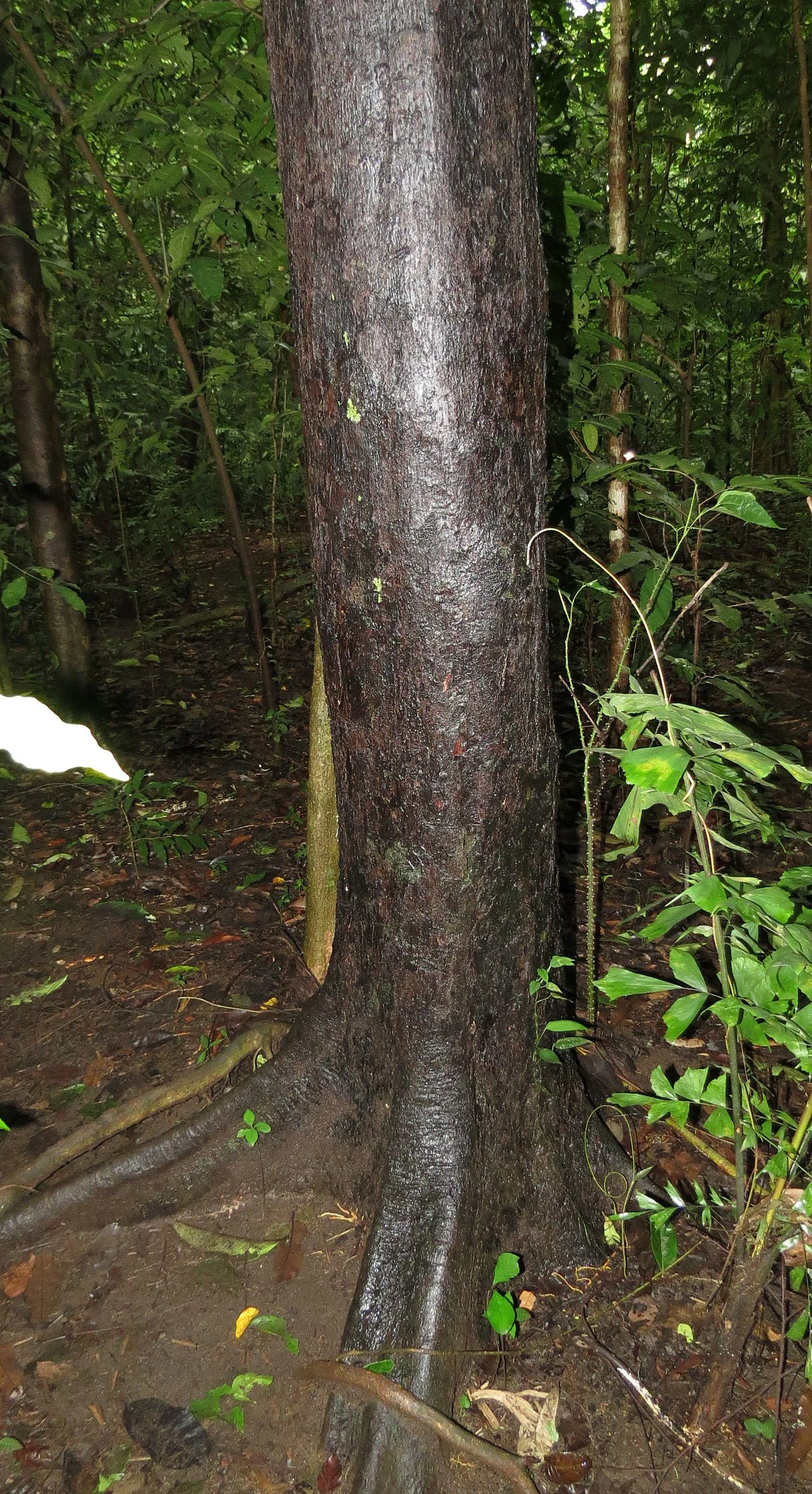 TANGKOKO NATIONAL PARK SULAWESI INDONESIA (79).JPG