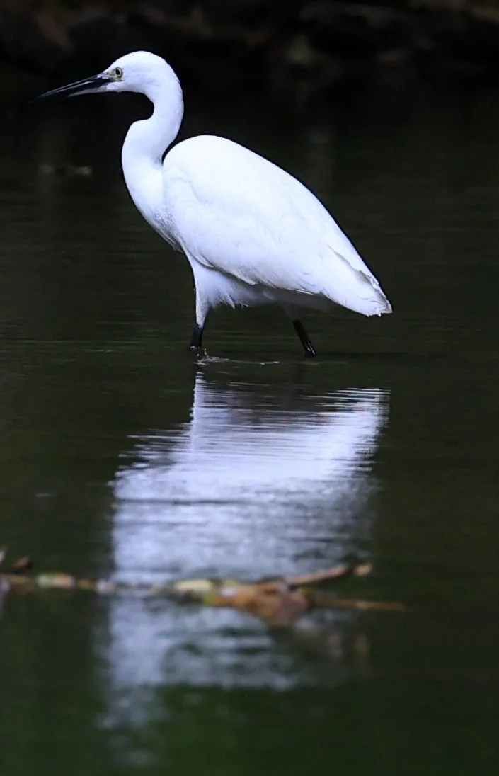 Little Egret (Egretta garzetta) Kaeng Krachan National Park ESS Expedition 2026 (10).jpg
