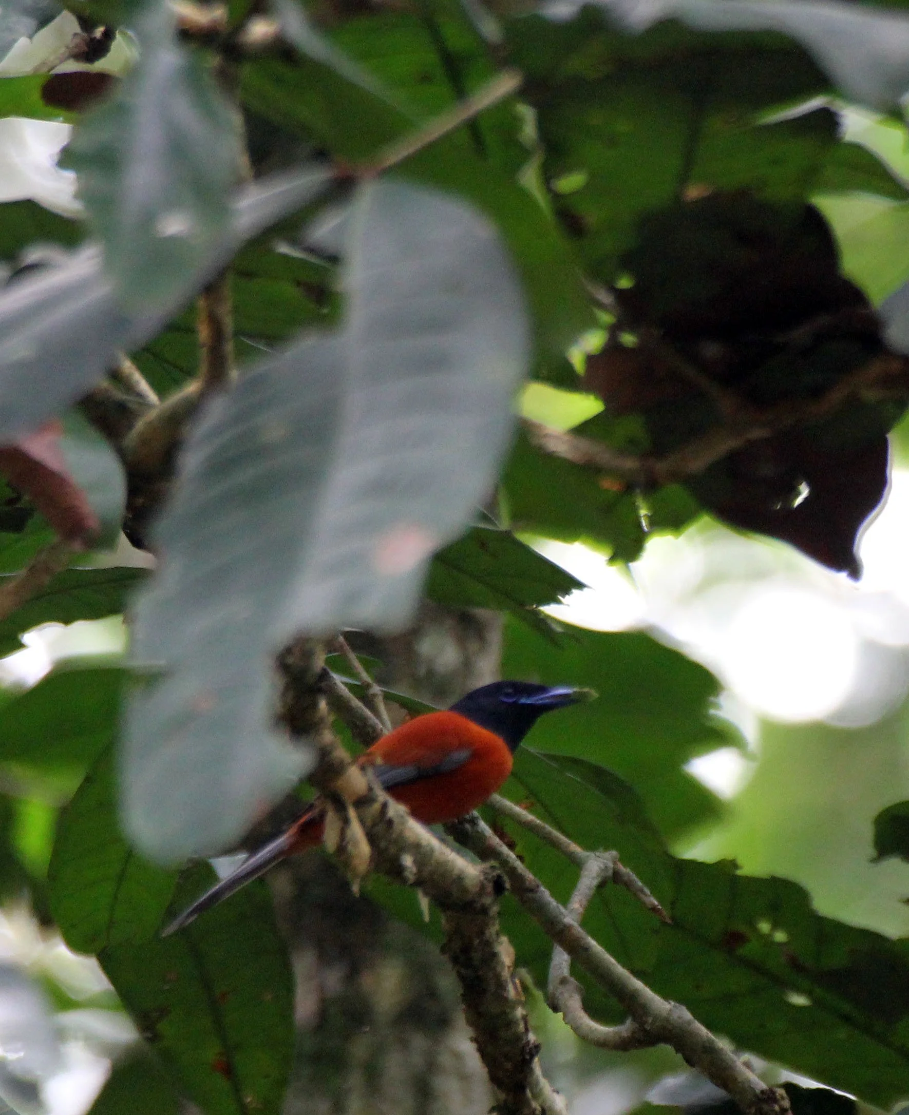 BIRD - RED-BELLIED PARADISE-FLYCATCHER - DZANGA BAI DZANGA NDOKI NATIONAL PARK CENTRAL AFRICAN REPUBLIC.JPG