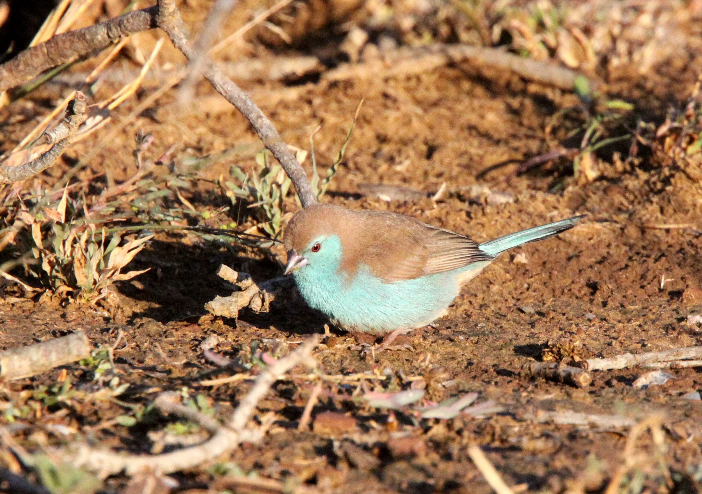 Blue waxbill (Uraeginthus angolensis) Southern Cordon-bleu - Saint Lucia South Africa