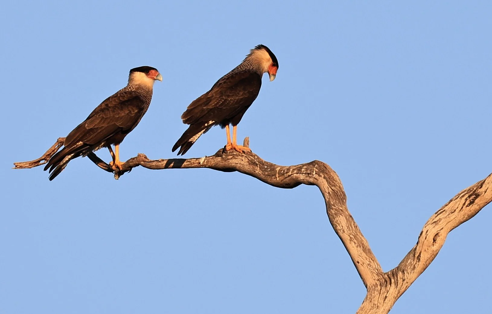 Crested Caracara (Caracara plancus) Agua Dulce Paraguay  (11).jpg