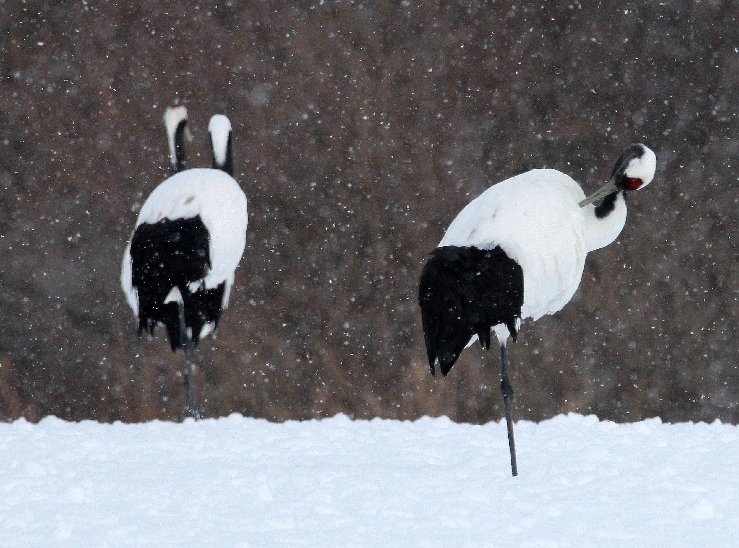 BIRD - CRANE - JAPANESE RED-CROWNED CRANE - TSURUI HOKKAIDO (6).JPG