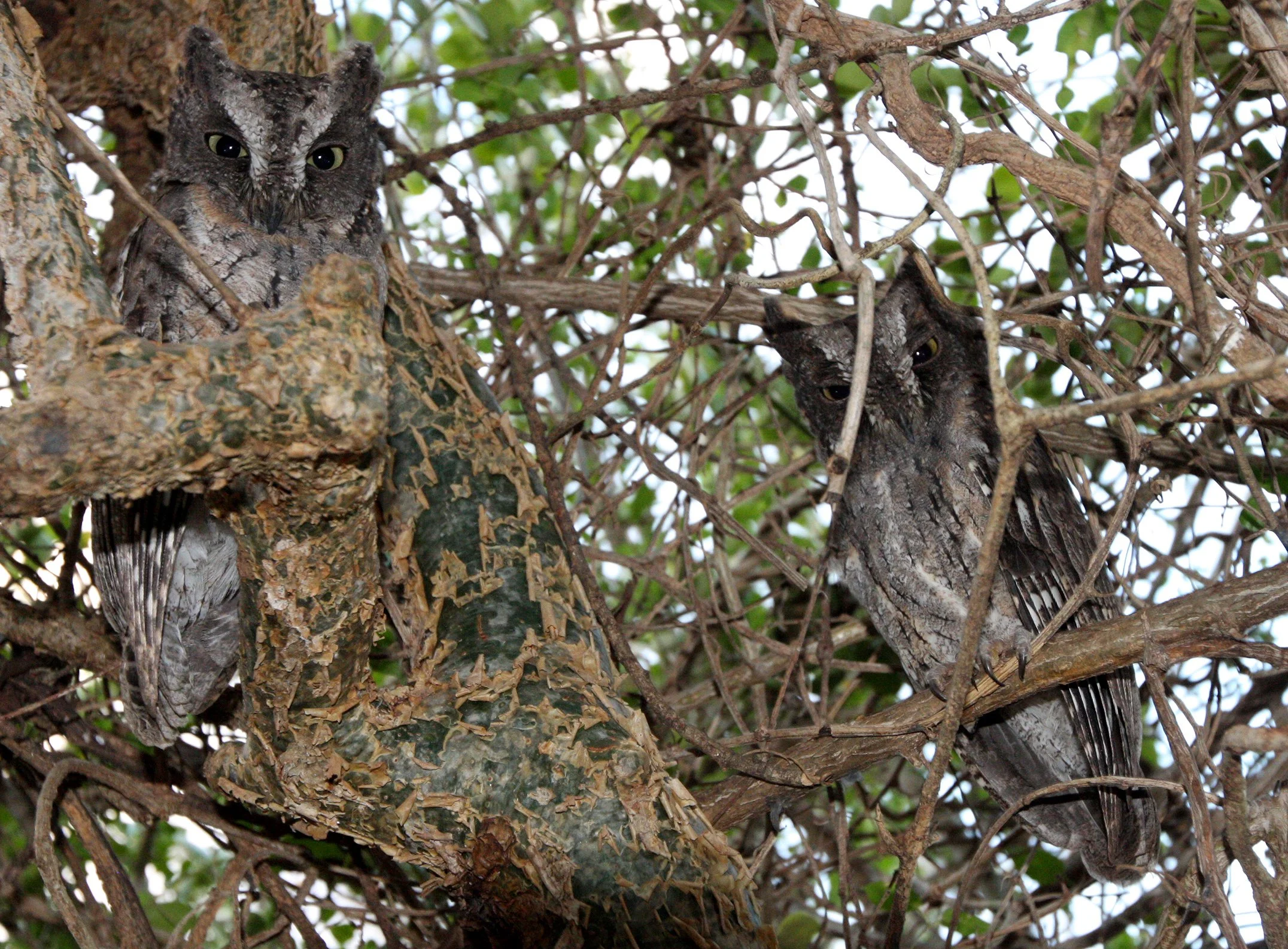 Otus rutilus - MADAGASCAR SCOPS OWL - BERENTY RESERVE MADAGASCAR (6).JPG