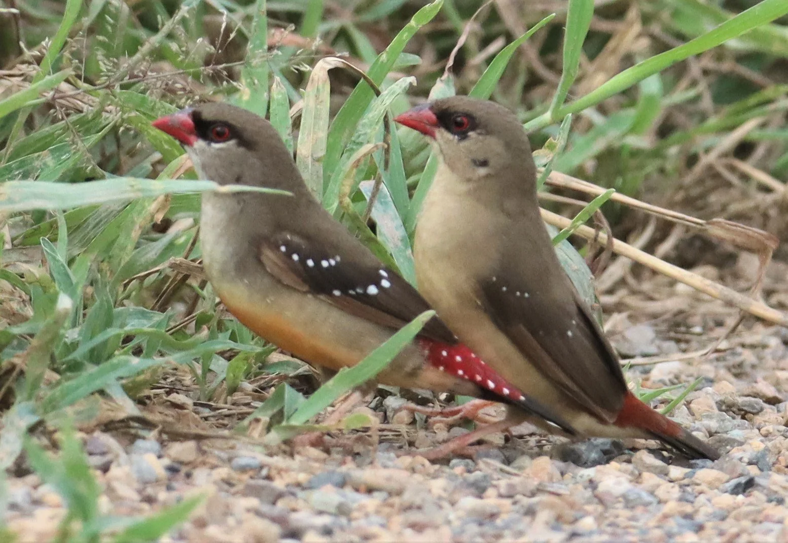RED AVADAVAT - Amandava amandava - THAP YAO RICE FIELDS LAT KRABANG (66).jpg