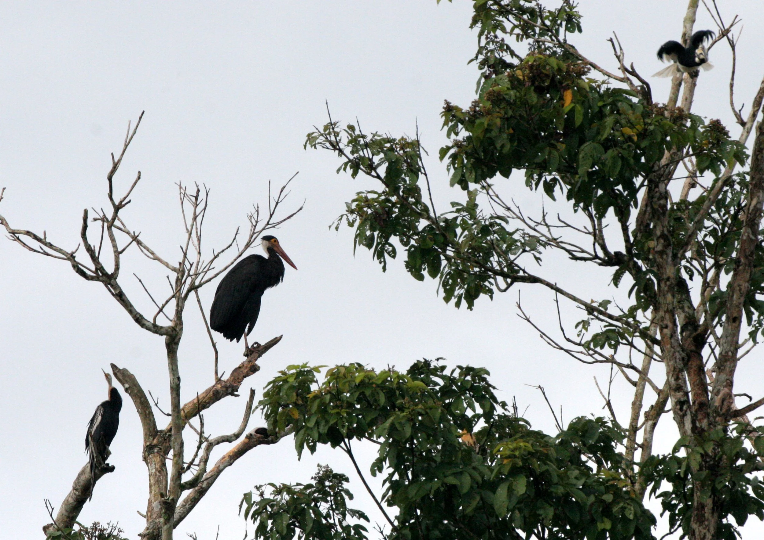 STORK - STORM'S STORK - Ciconia stormi - WITH DARTER  - KINABATANGAN RIVER BORNEO  (2).JPG