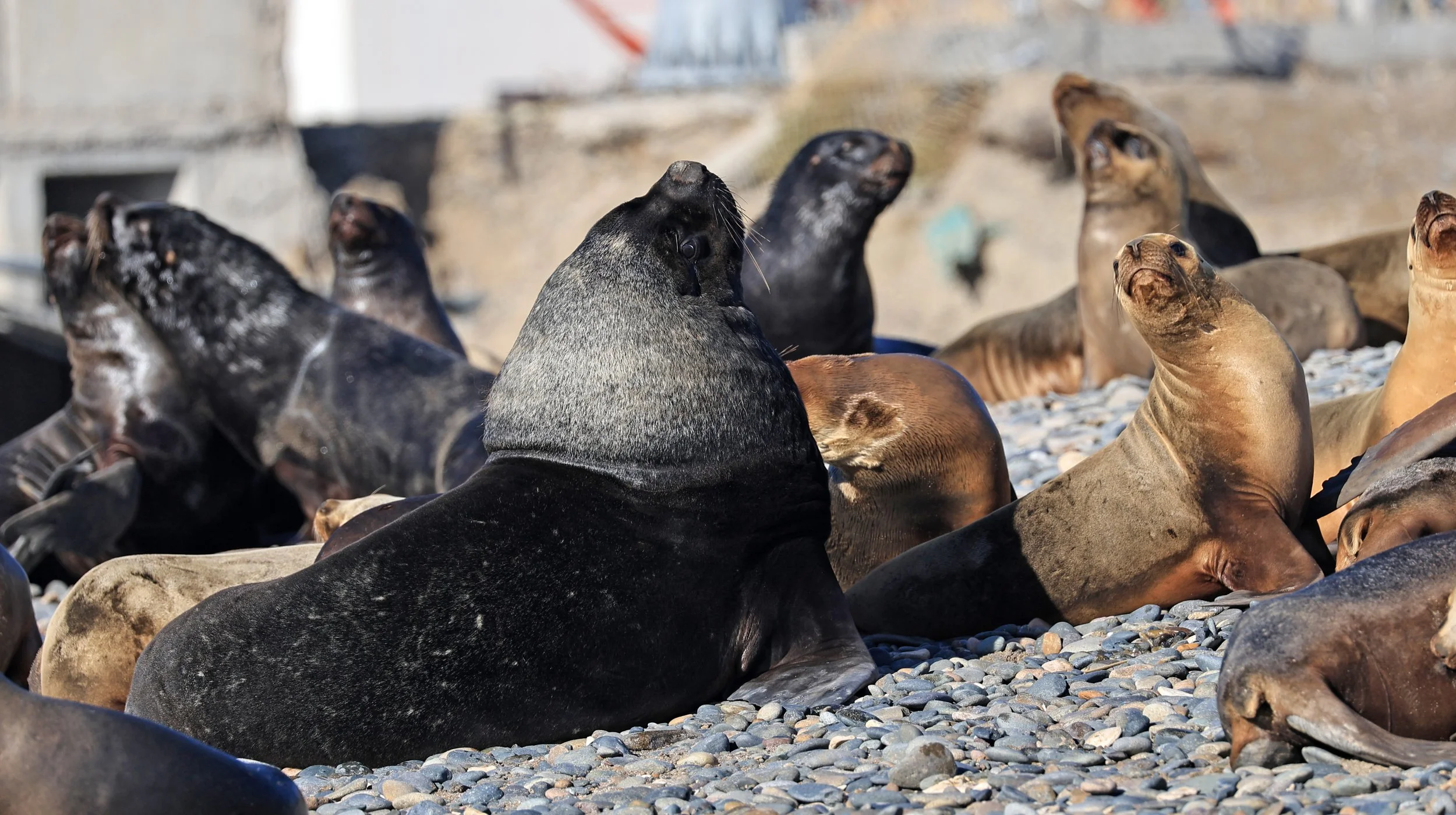 South American Sea Lion (Otaria flavescens) Puerto Rawson Argentina (73).jpg
