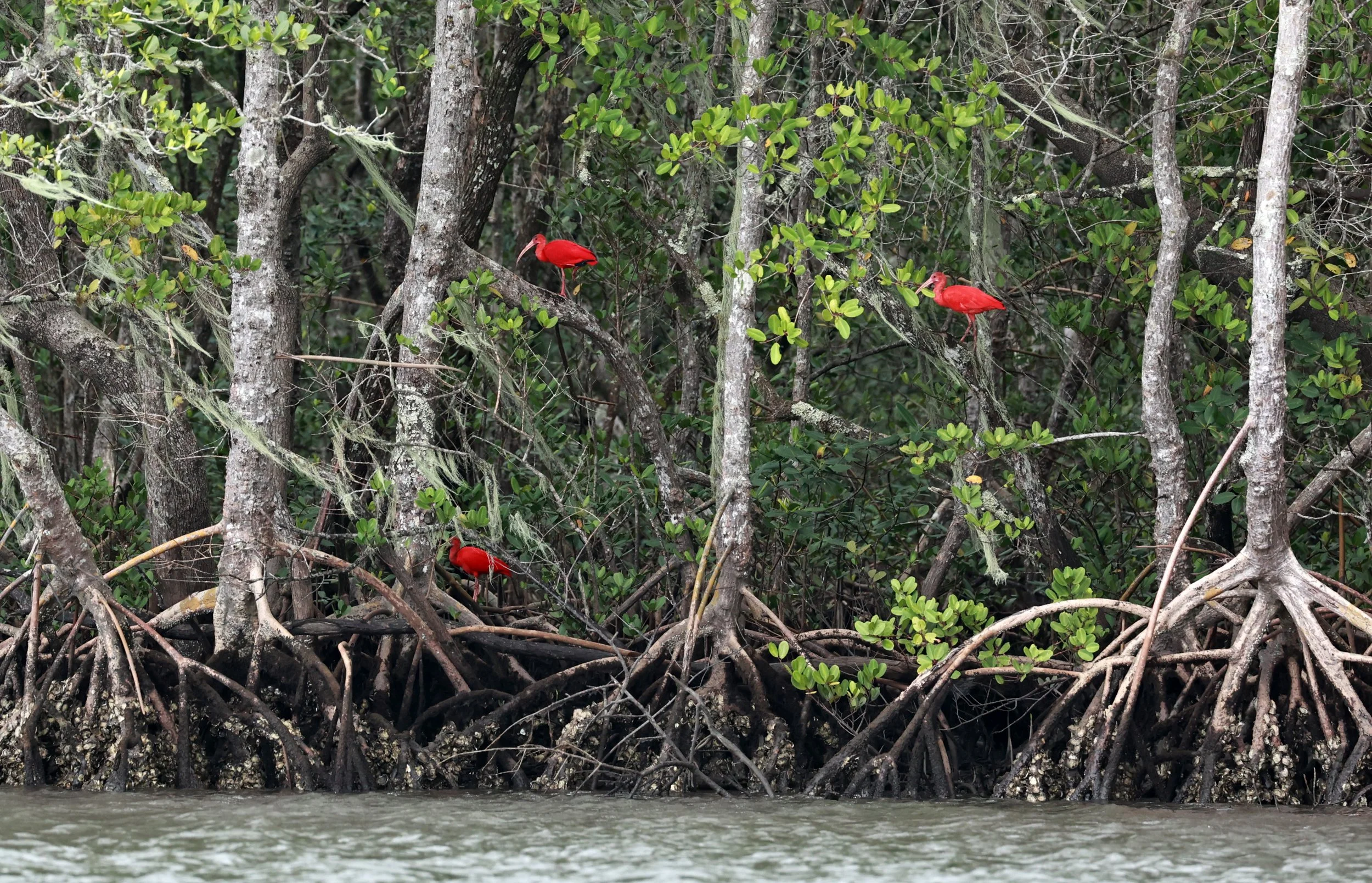 Scarlet Ibises (Eudocimus ruber) Superagüi National Park, Brazil (3).jpg