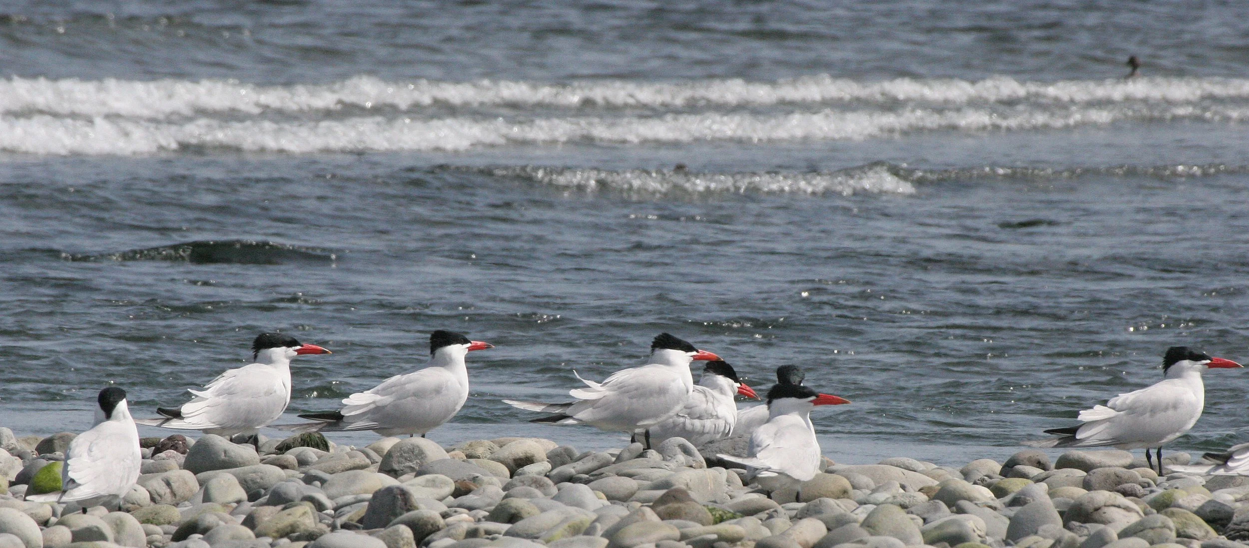 BIRD - TERN - CASPIAN TERNS - ELWHA RIVER MOUTH WA (49).JPG